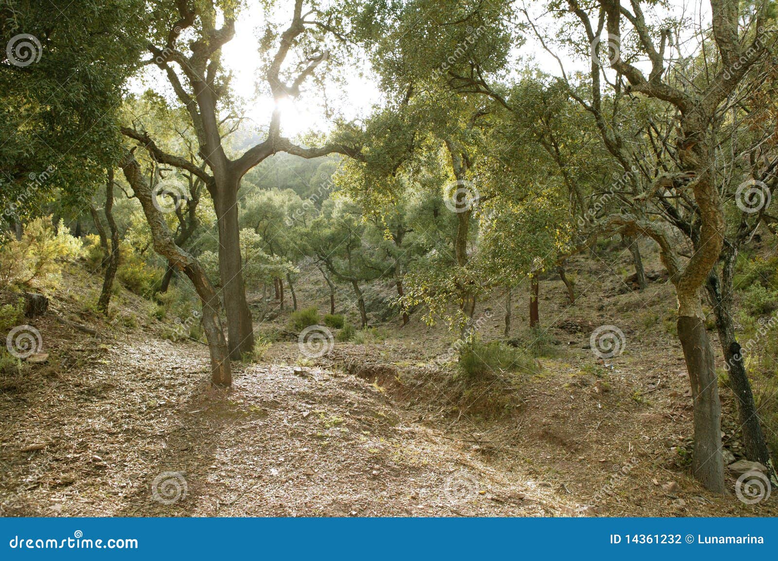 cork trees forest in espadan castellon spain