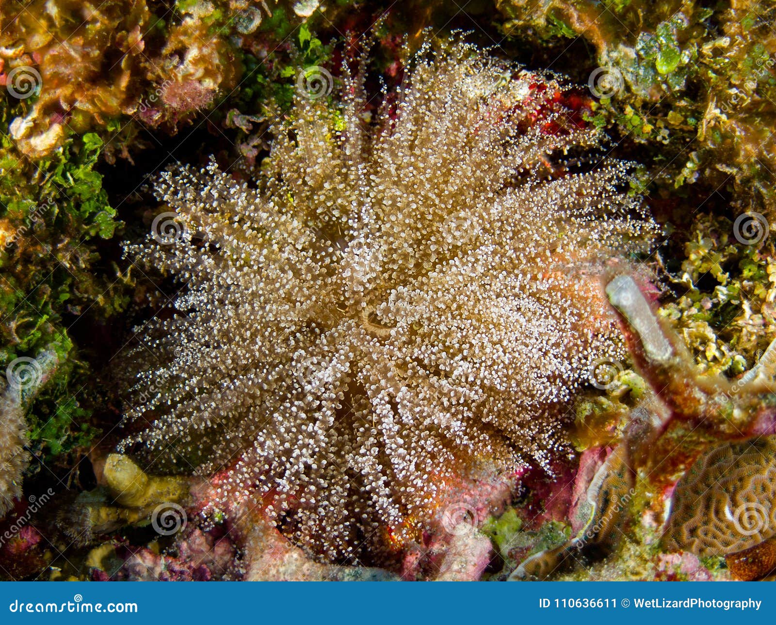 Corkscrew Anemone stock image. Image of aquatic, ecology 110636611