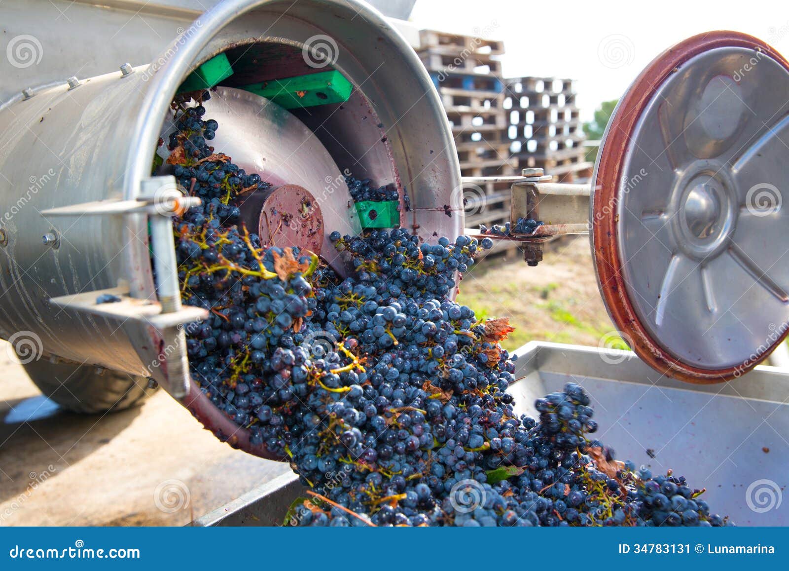 corkscrew crusher destemmer winemaking with grapes