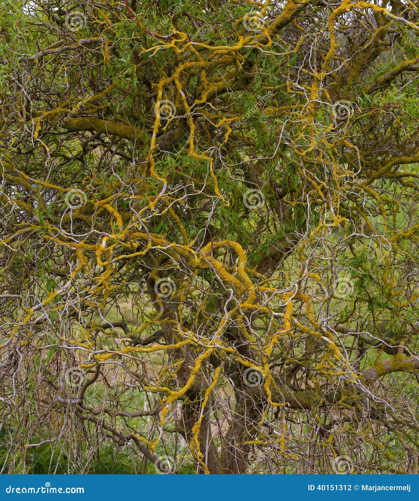 Corkscrew Twisted Willow Orange Lichens on Branches Stock Photo Image