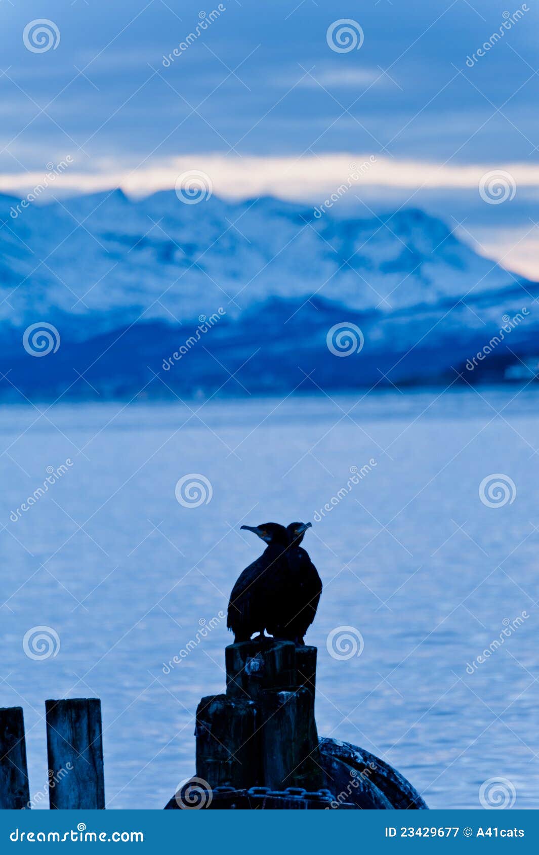 cormoran bird sits on a pier in winter