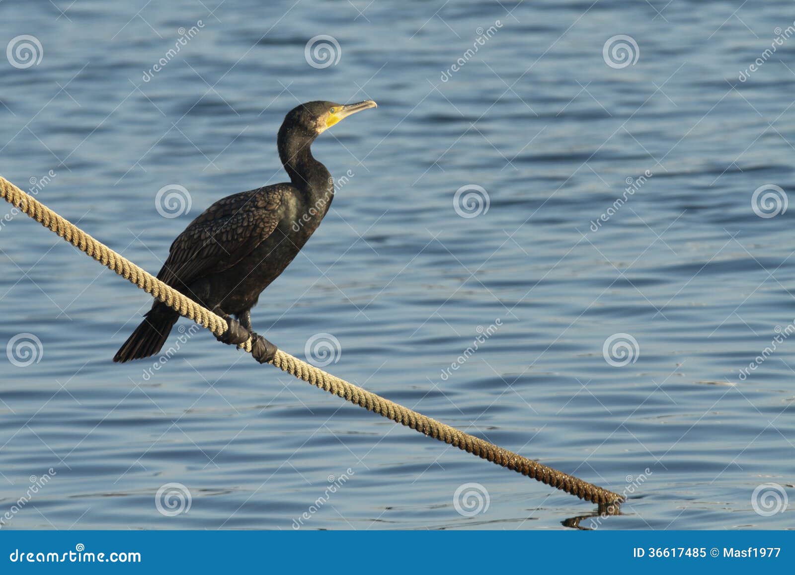 cormoran / cormorant