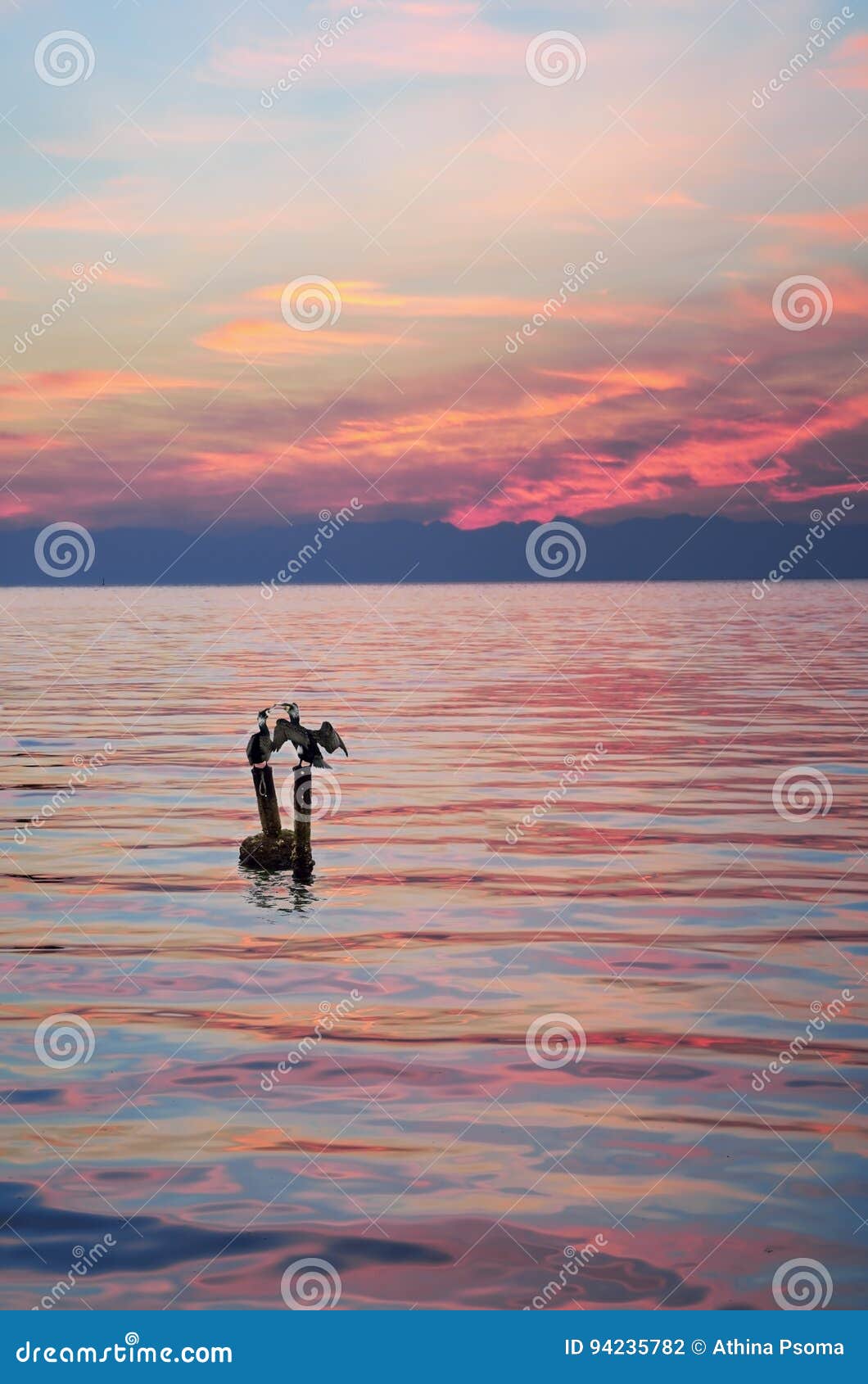 Cormorani al tramonto. Cormorani che si accoppiano al tramonto rosa