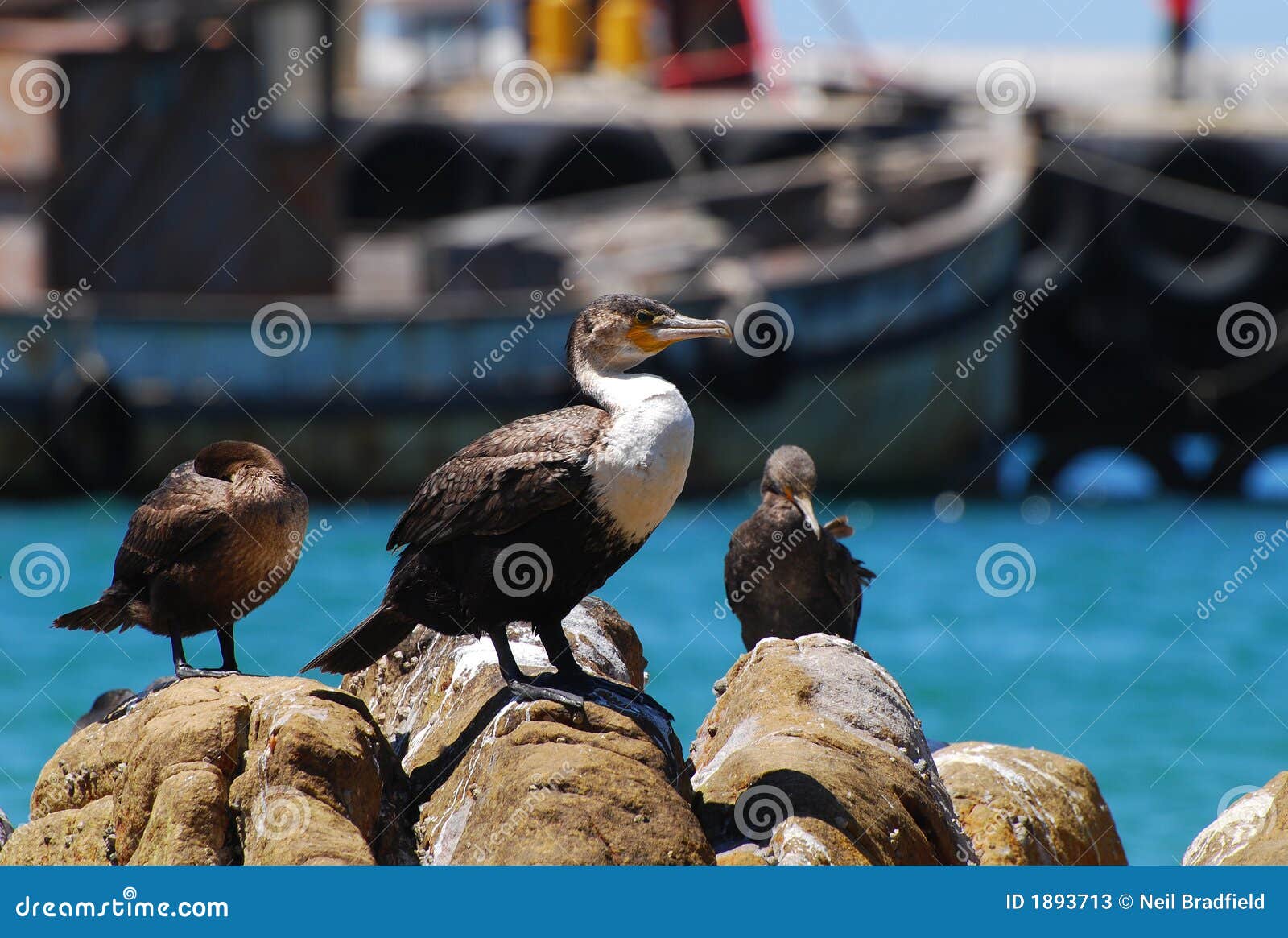 Cormorant and boat stock image. Image of kalk, birds, seabird 1893713