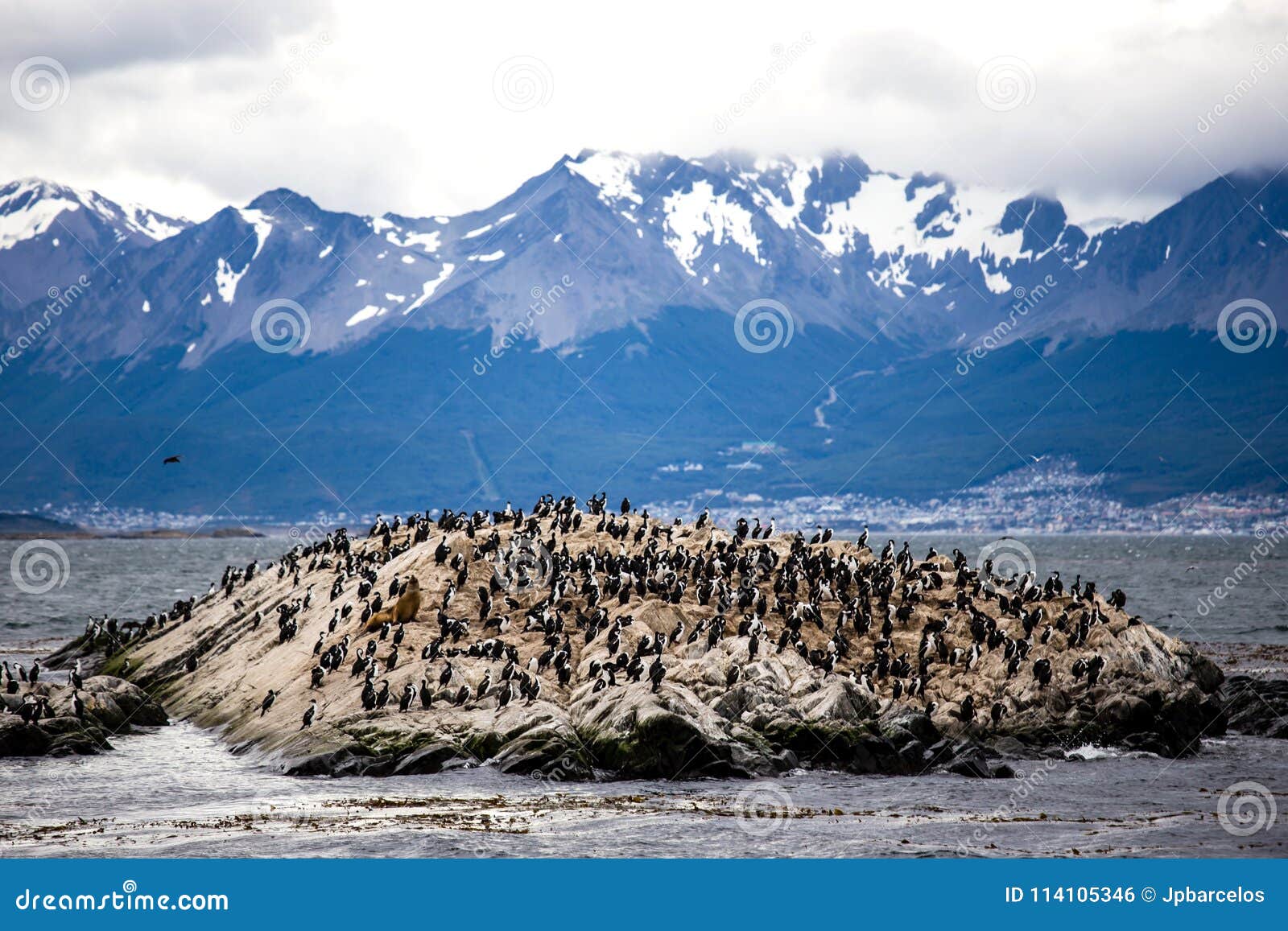 cormorant colony on an island at ushuaia in the beagle channel beagle strait, tierra del fuego, argentina