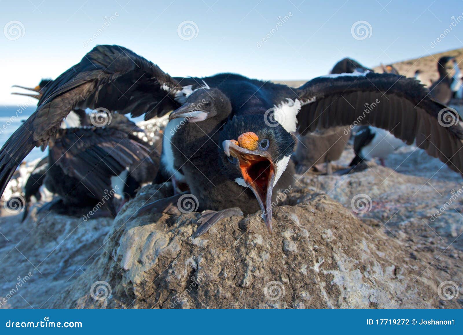 cormorant defending a hatchling