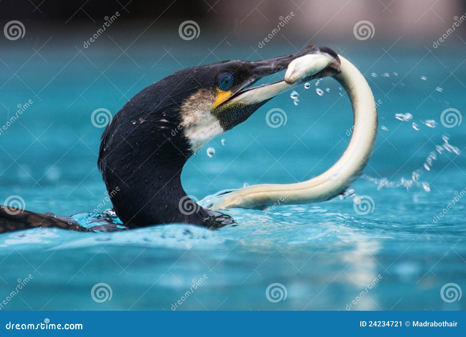 Cormorant with an Eal in Its Beak Stock Image Image of bite, feeding