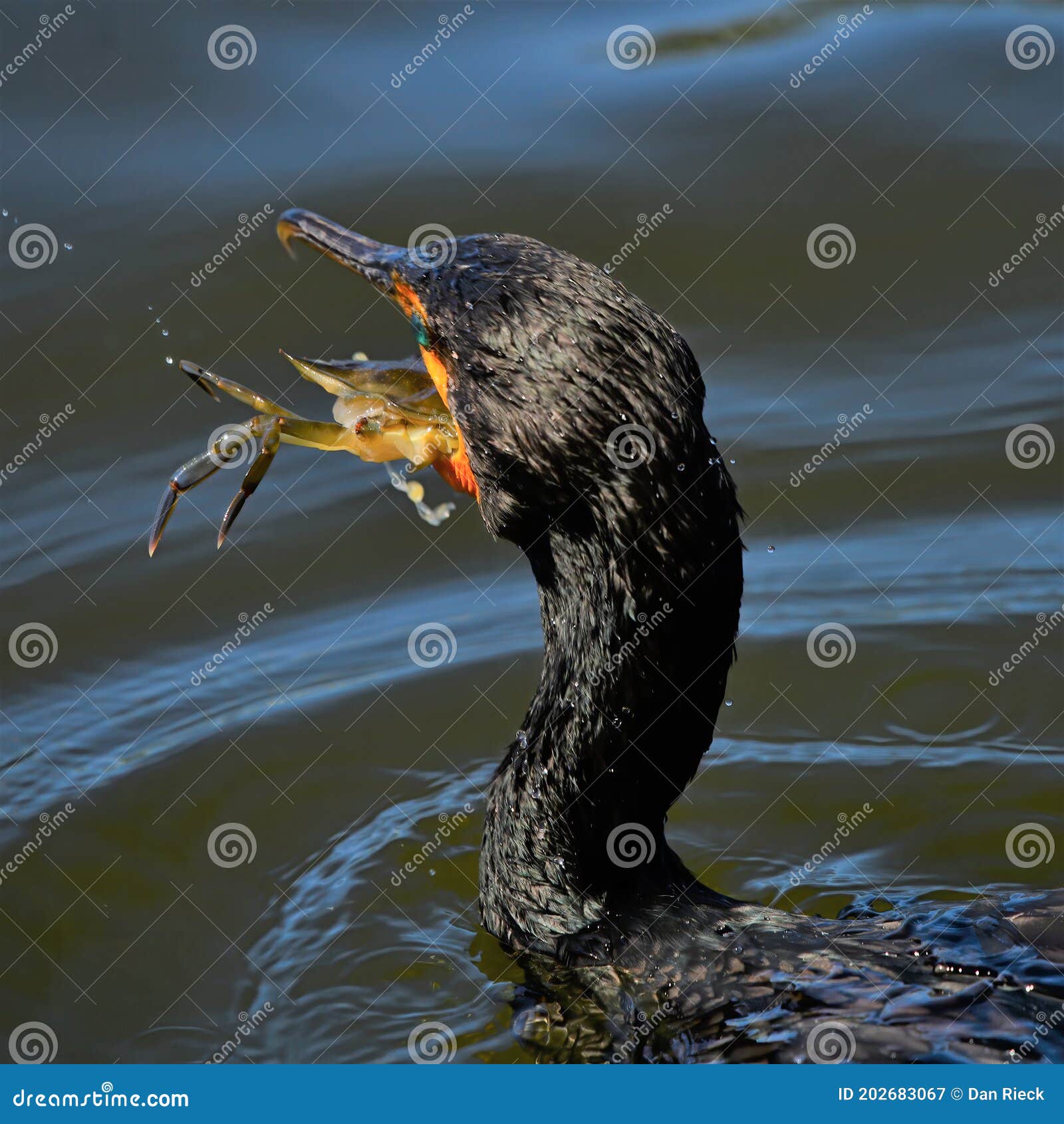 Cormorant Eating a Blue Crab Stock Image Image of crab, wildlife
