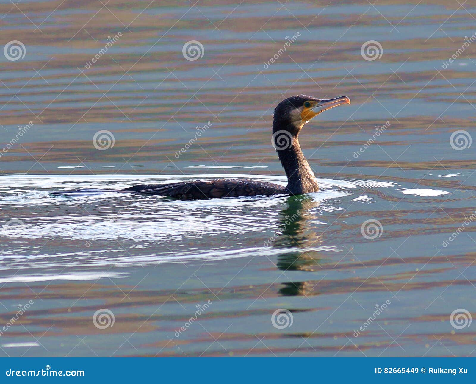 Cormorant Eating a Fish stock image. Image of wild, water 82665449