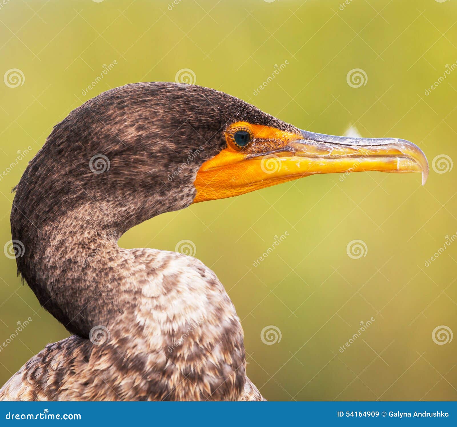 Cormorant stock image. Image of brown, park, florida 54164909