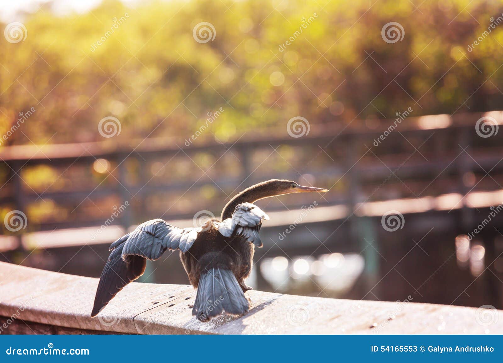 Cormorant stock image. Image of wildlife, park, brown 54165553
