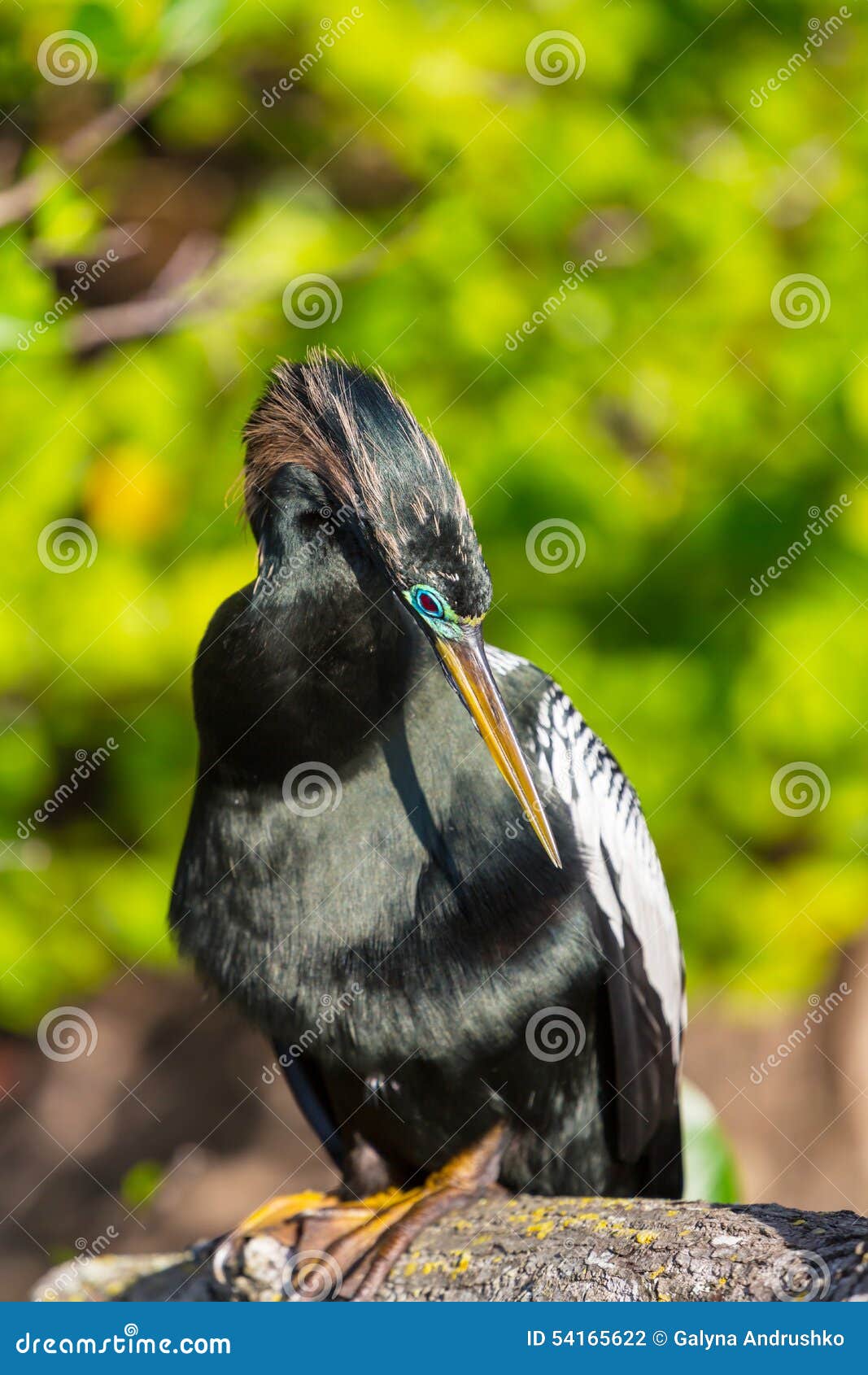 Cormorant stock photo. Image of bird, hooked, crested 54165622