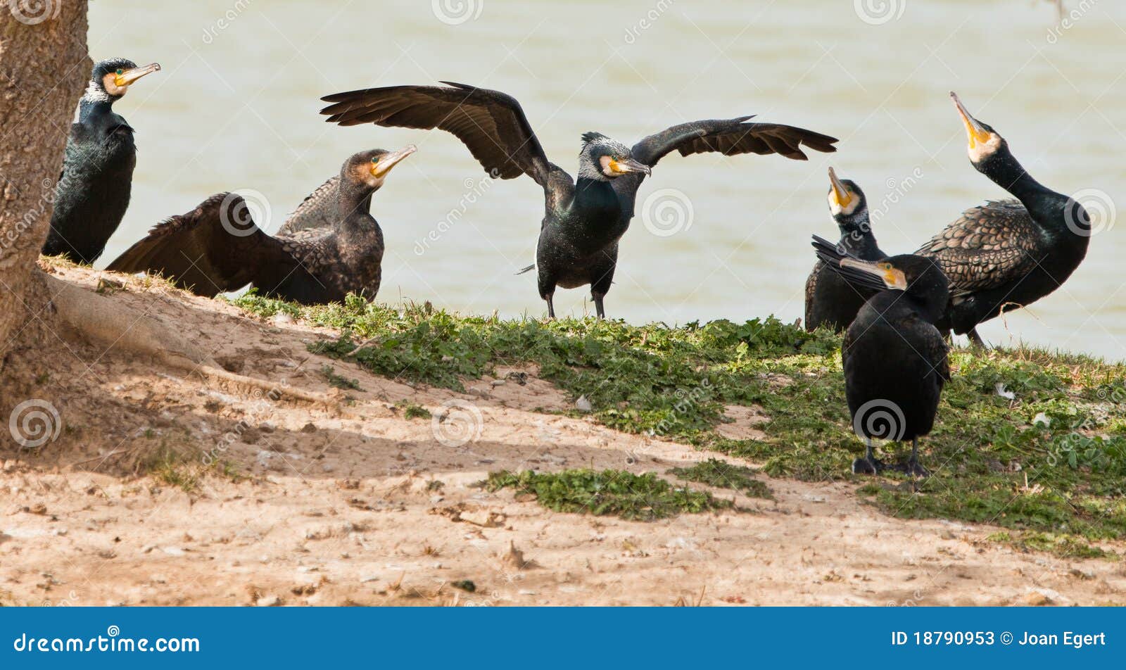 The Cormorant King stock image. Image of birds, black 18790953