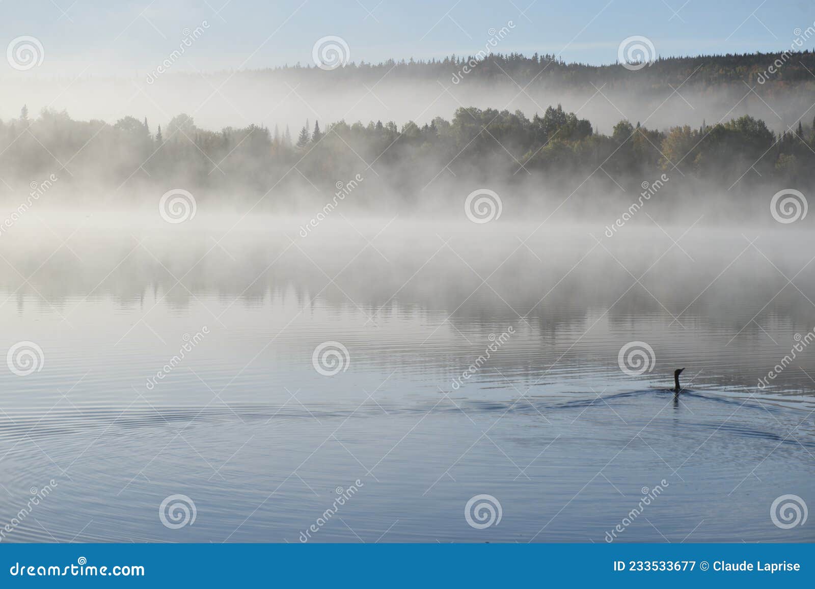 a cormorant on the lake