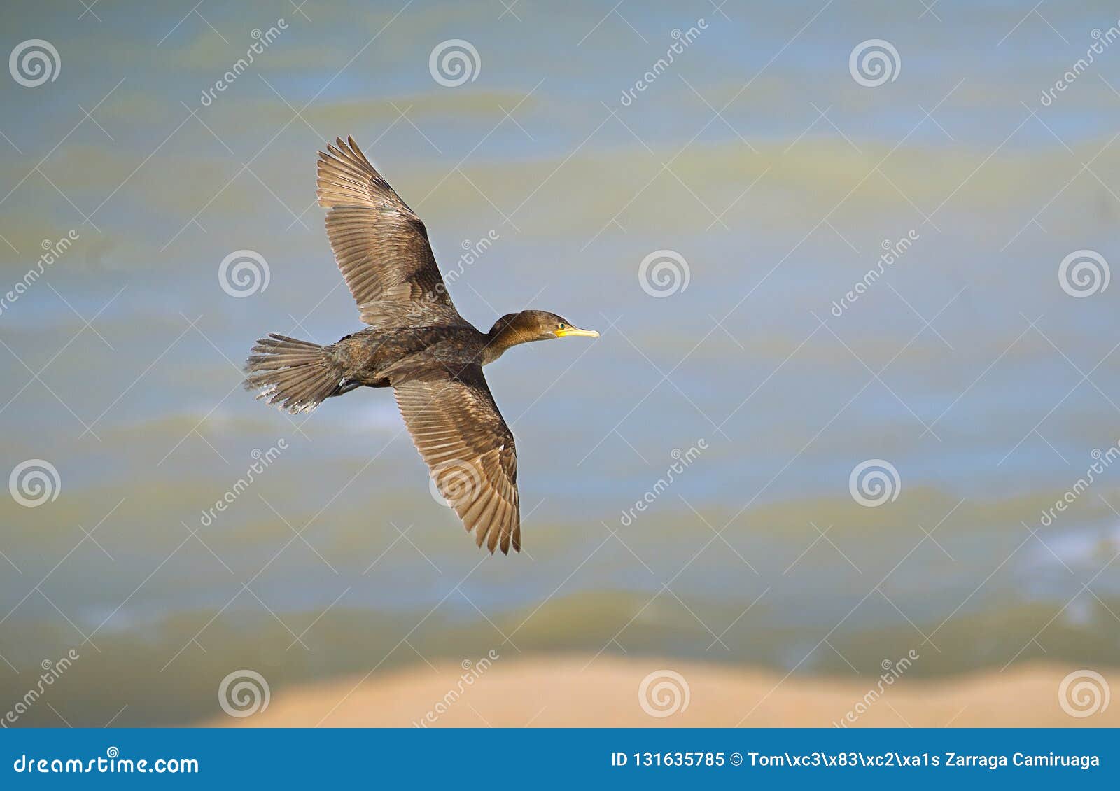 cormorant perched on the coast