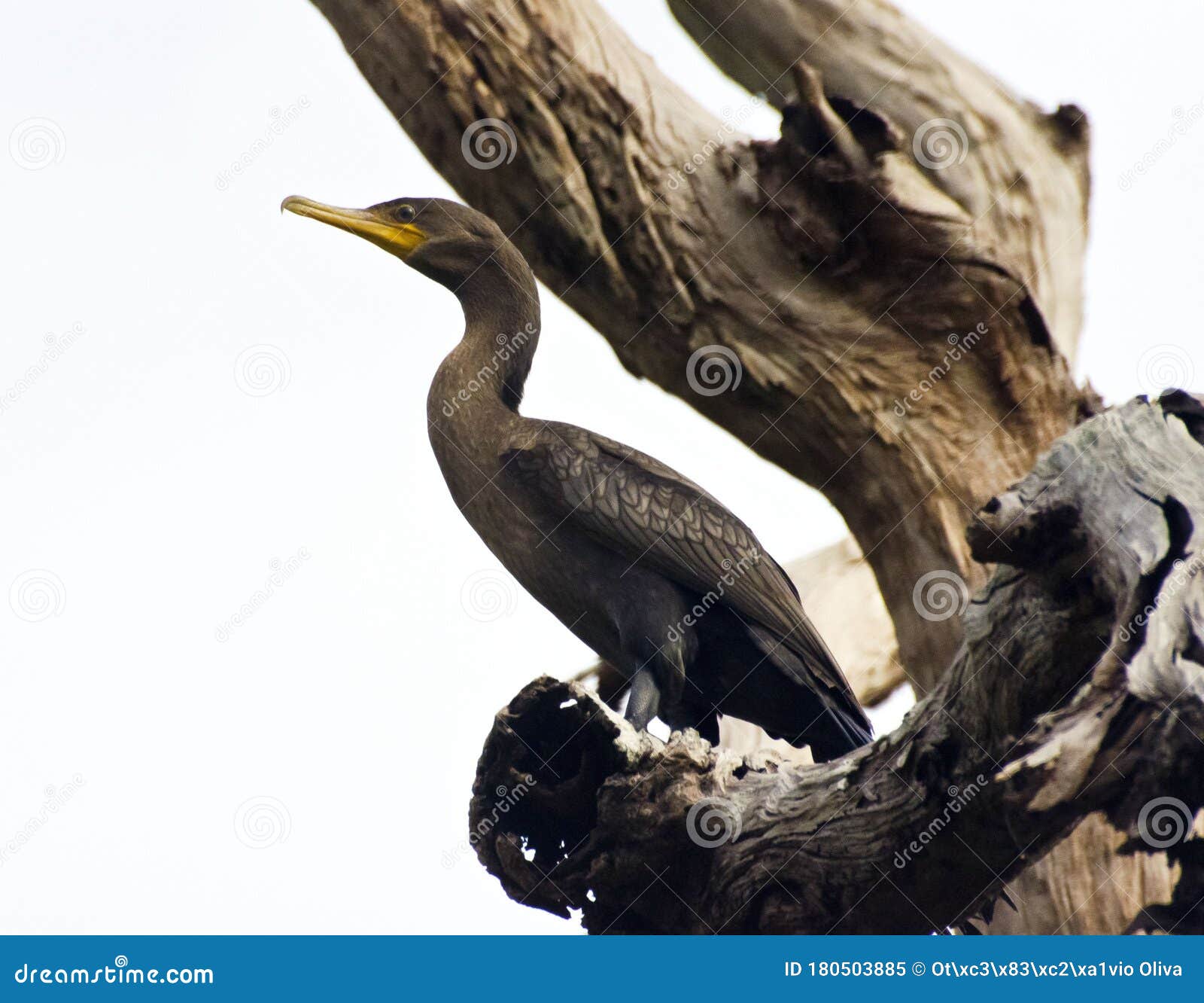 a cormorant, perched on a tree branch, in pantanal, brazil.