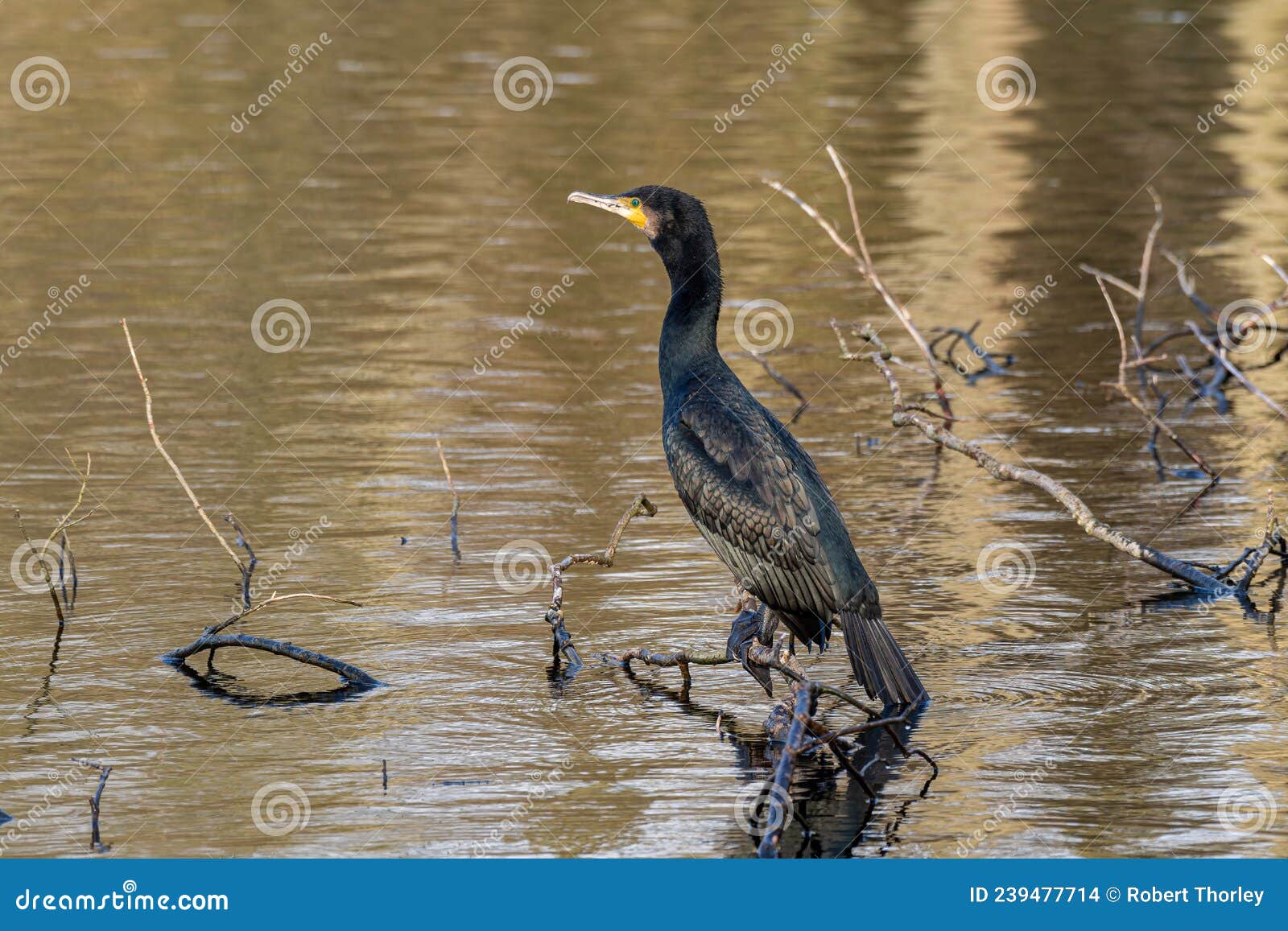 a cormorant, phalacrocorax carbo perched on tree branches drying it`s wings