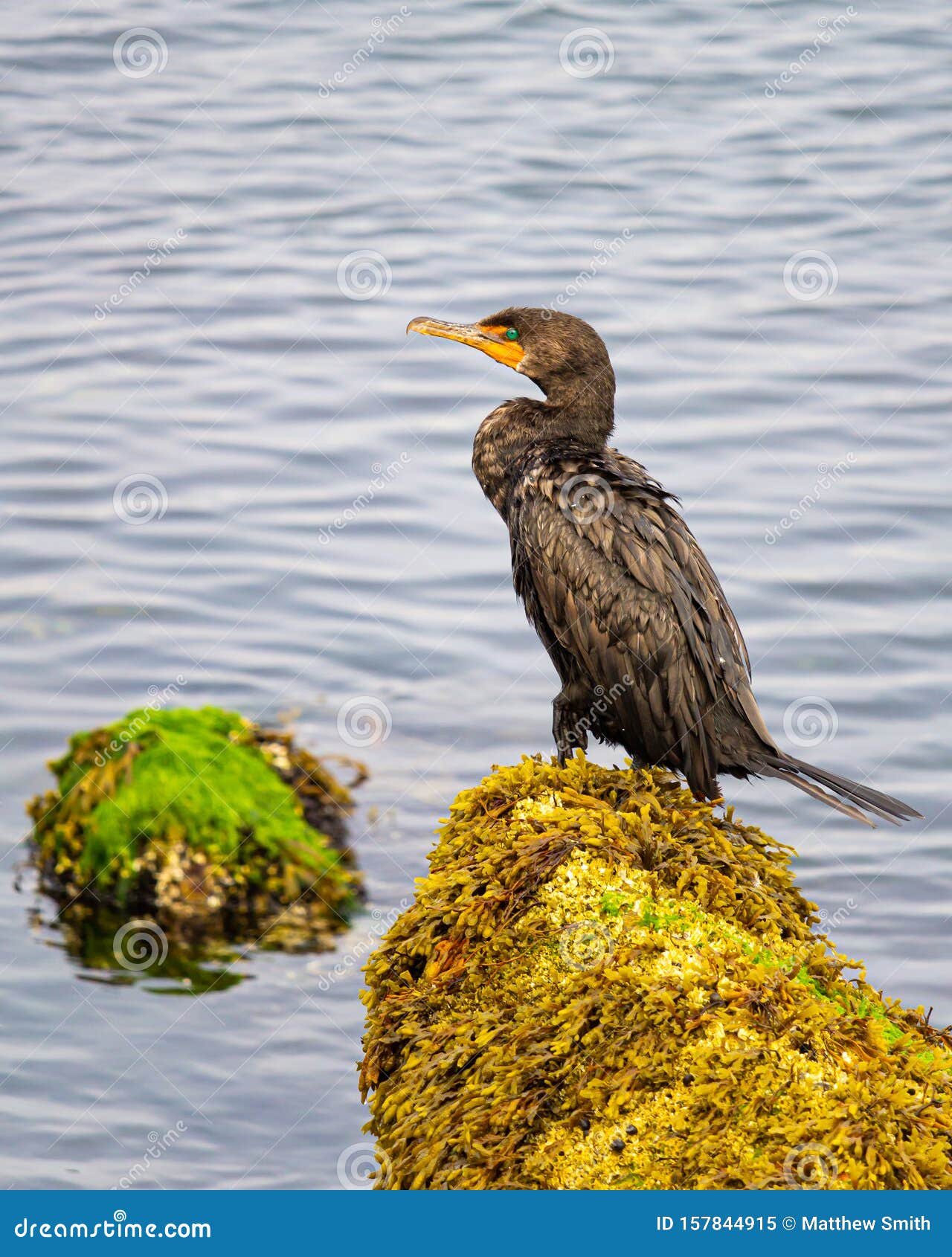 Cormorant On The Rocks At Scusset Beach RoyaltyFree Stock Photography