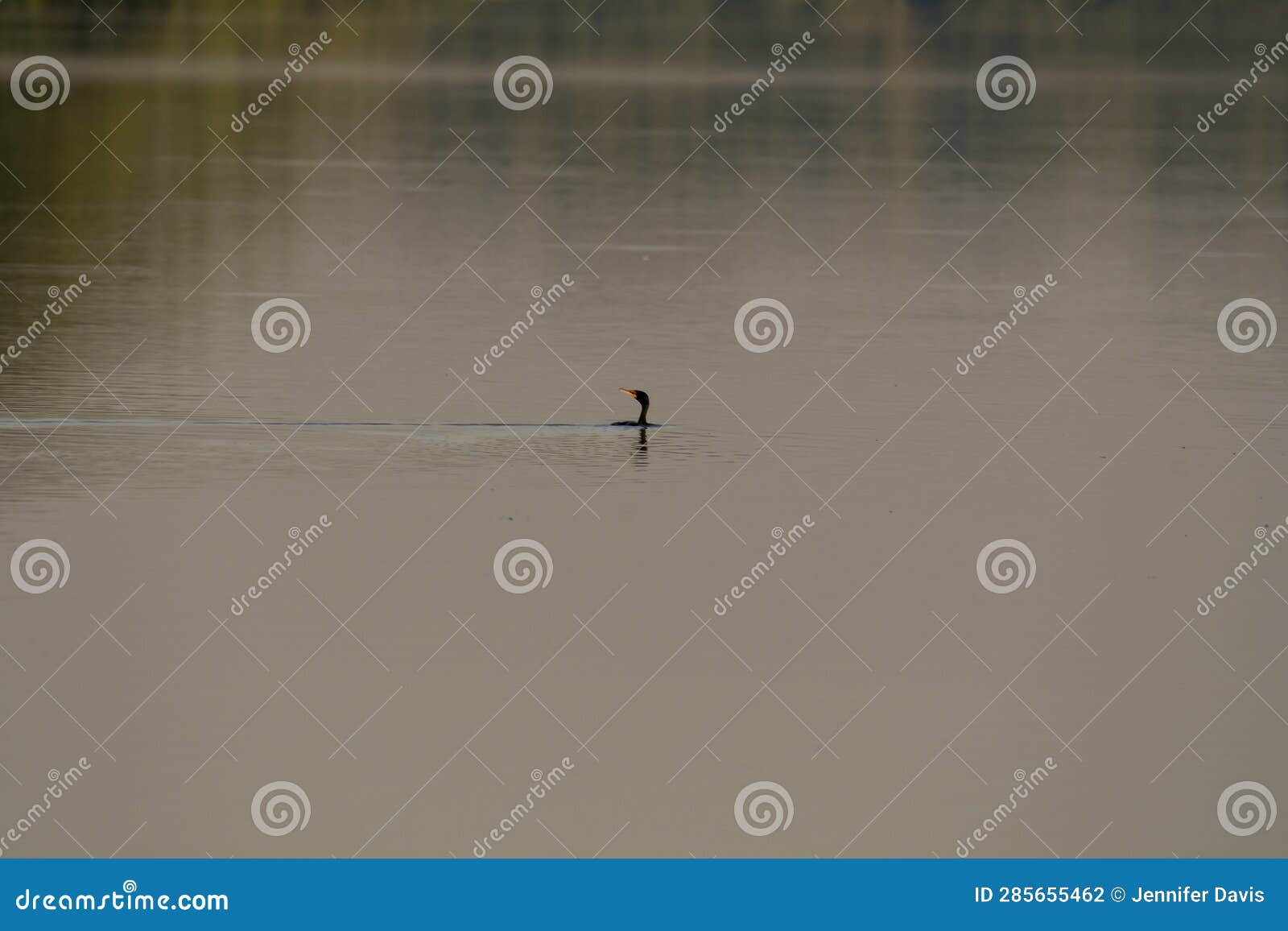 Cormorant Swims through a Lake at Sunrise Stock Photo Image of park, bird 285655462