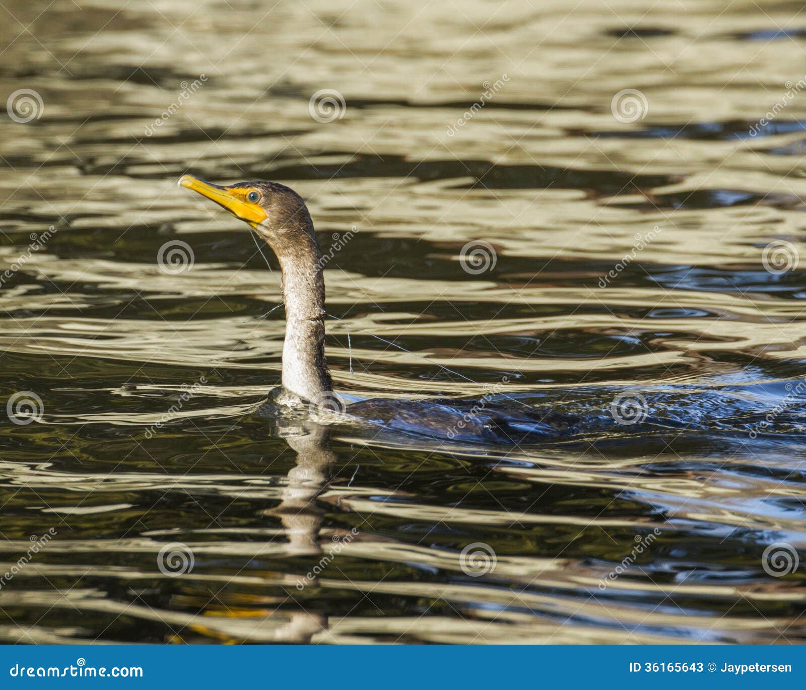 https://thumbs.dreamstime.com/z/cormorant-tangled-fishing-line-photo-taken-connecticut-river-36165643.jpg