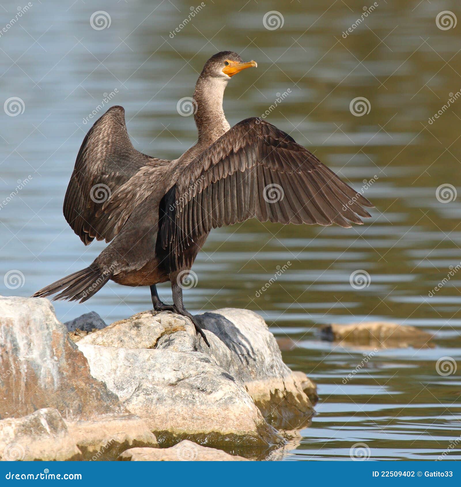 Cormorant with Wings Spread Stock Photo Image of lake, bird 22509402