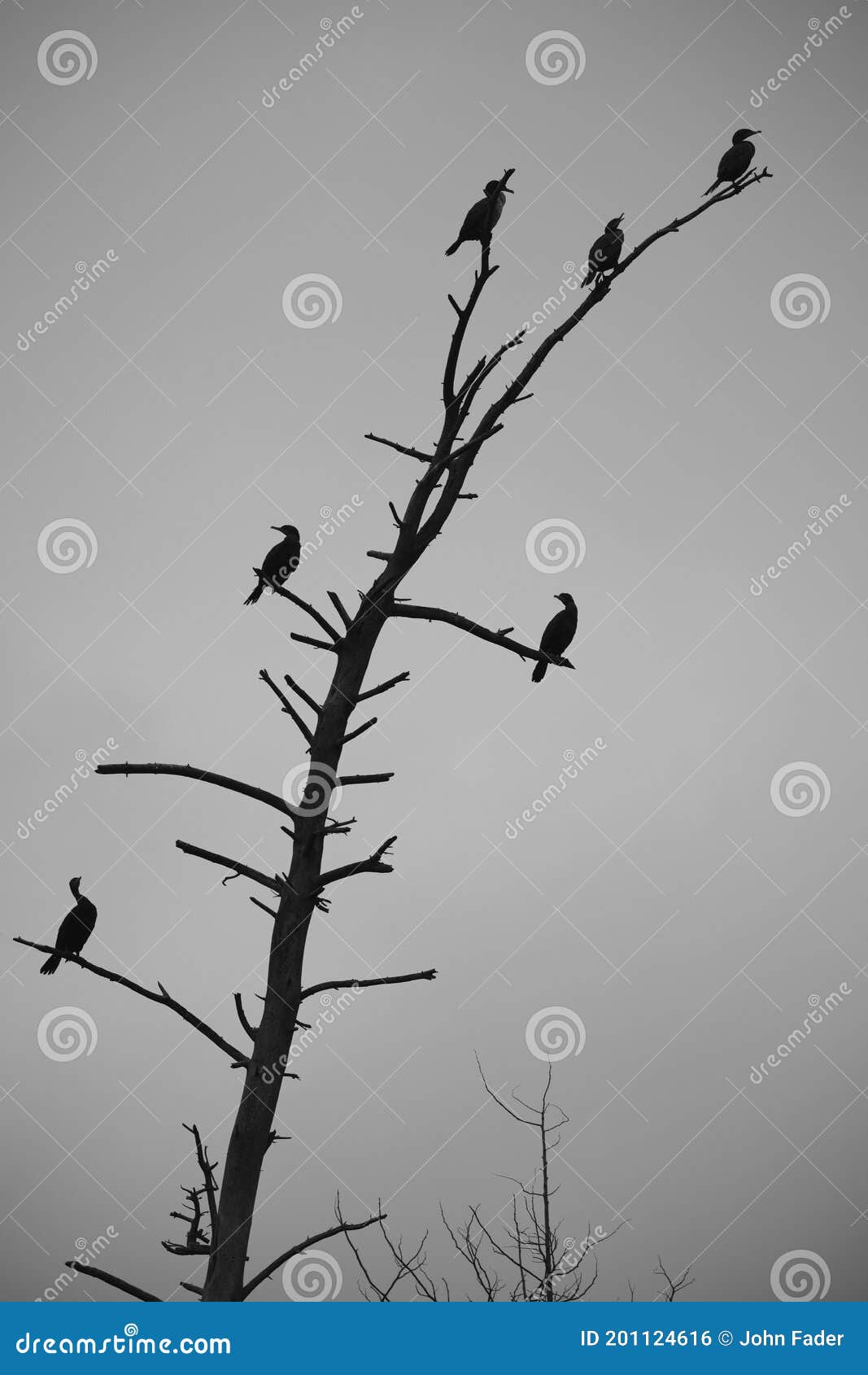 cormorants on a dead tree