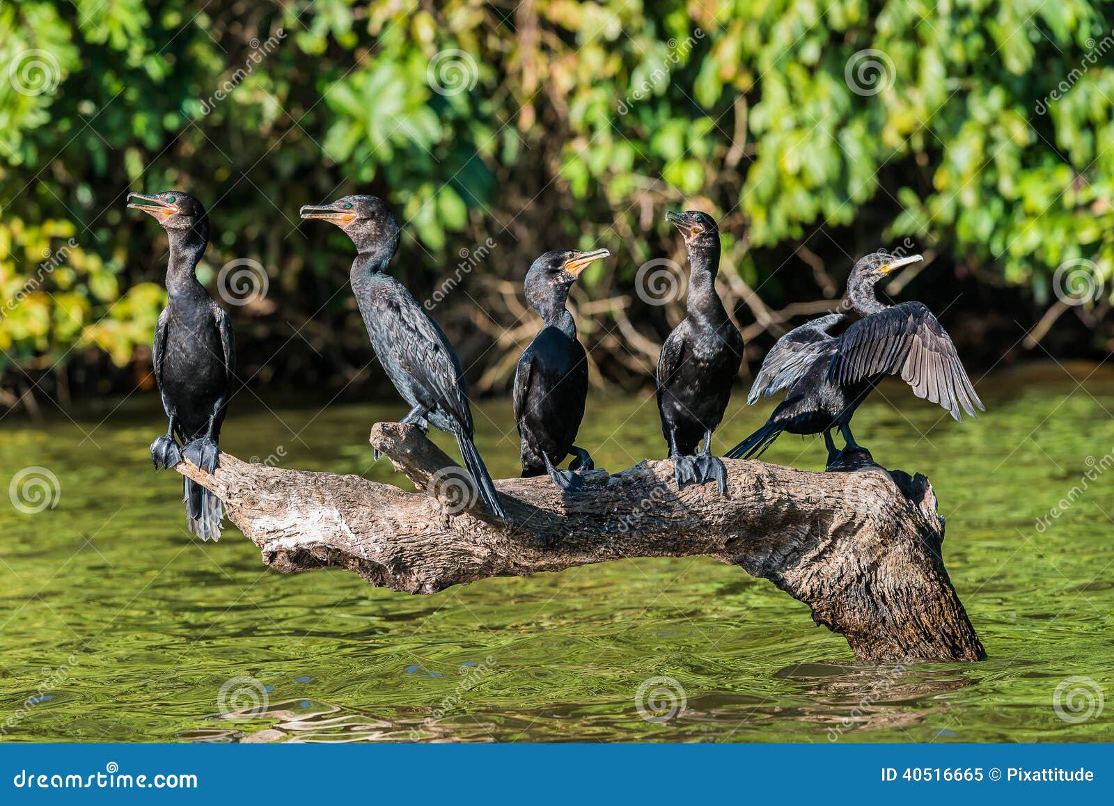 cormorants standing branch peruvian amazon jungle madre de dios