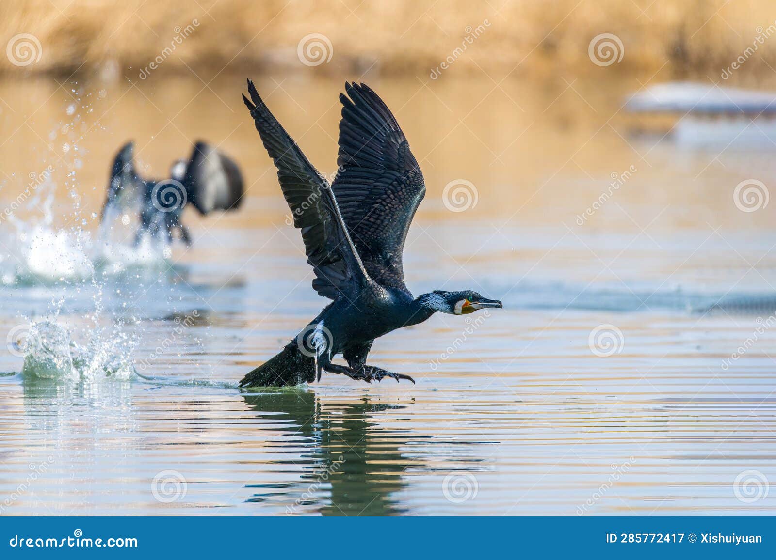 Cormorants Take Off in the Wetlands Water Stock Image Image of