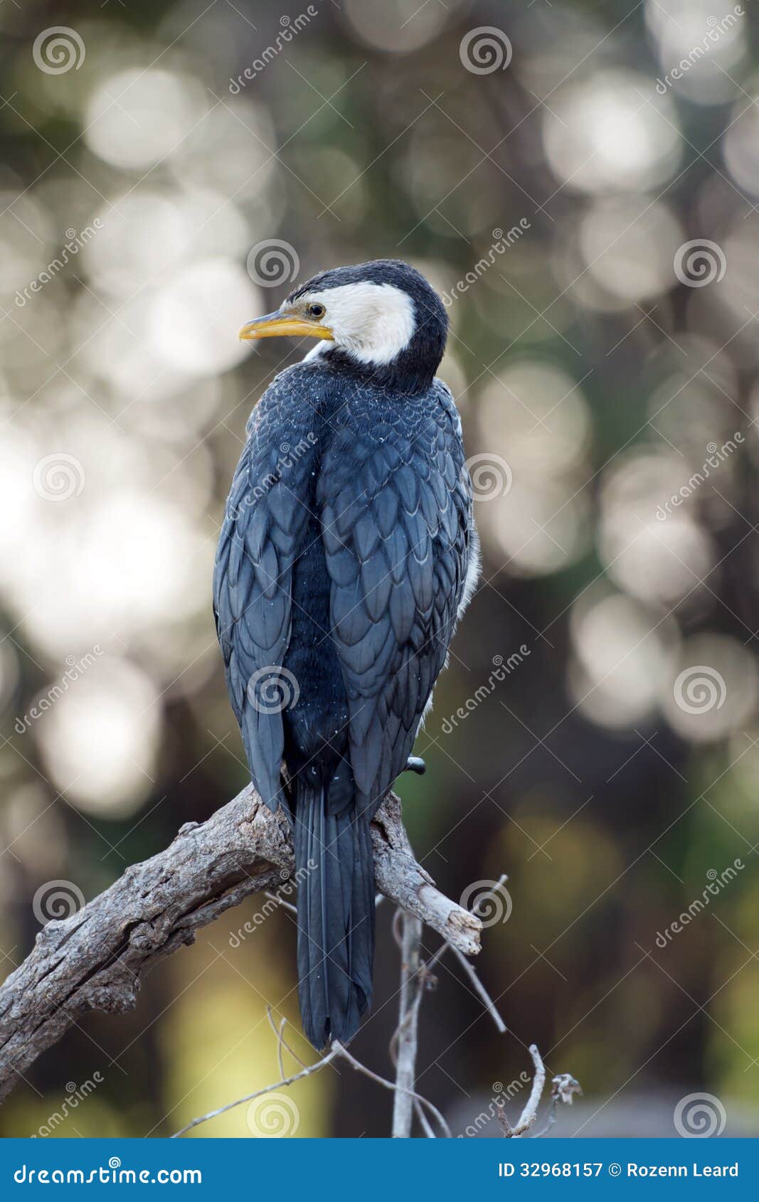 Cormorán de varios colores imagen de archivo. Imagen de solitario