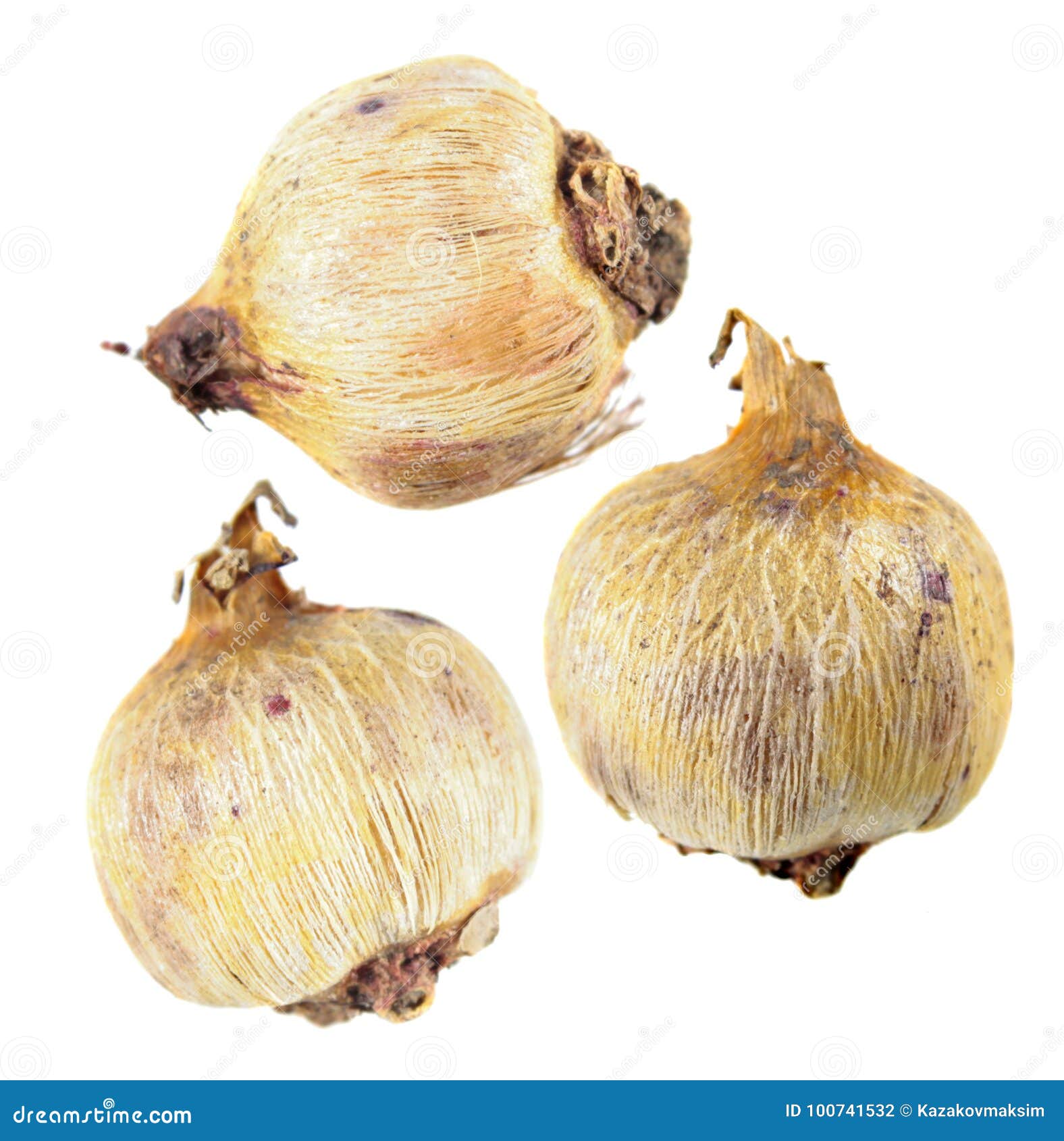 corms of firecracker flower or dichelostemma ida-maia  on white background