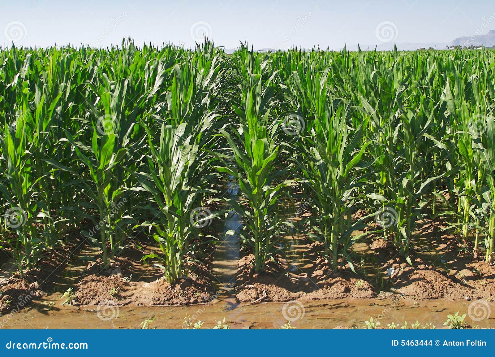 212 Irrigated Corn Field Photos - Free u0026 Royalty-Free Stock Photos