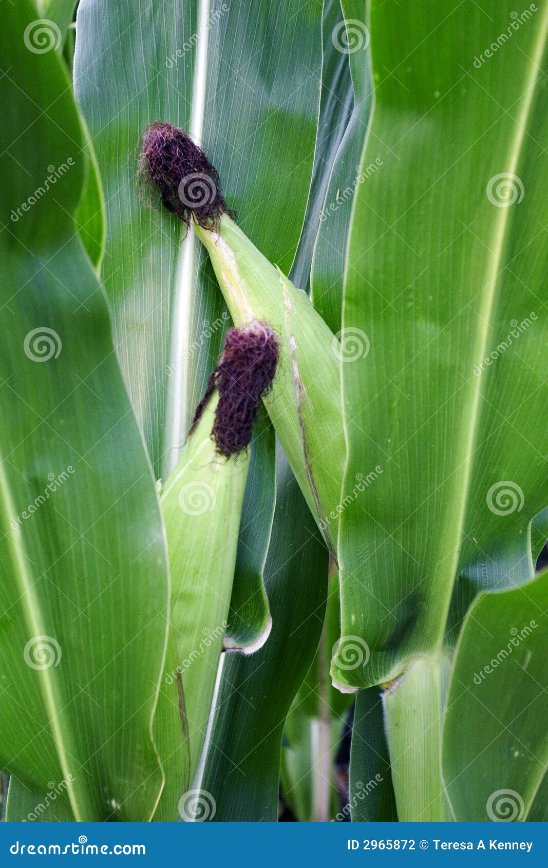 Corn, the Alternative Energy Stock Photo Image of alternative