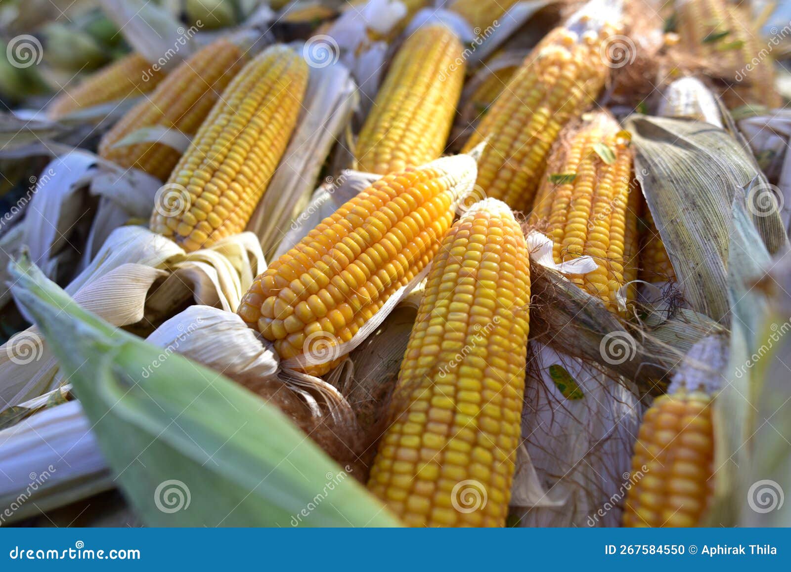 Corn or Corn for Animal Feed Yellow Close Up Frame Stock Photo Image of popcorn, sweet 267584550