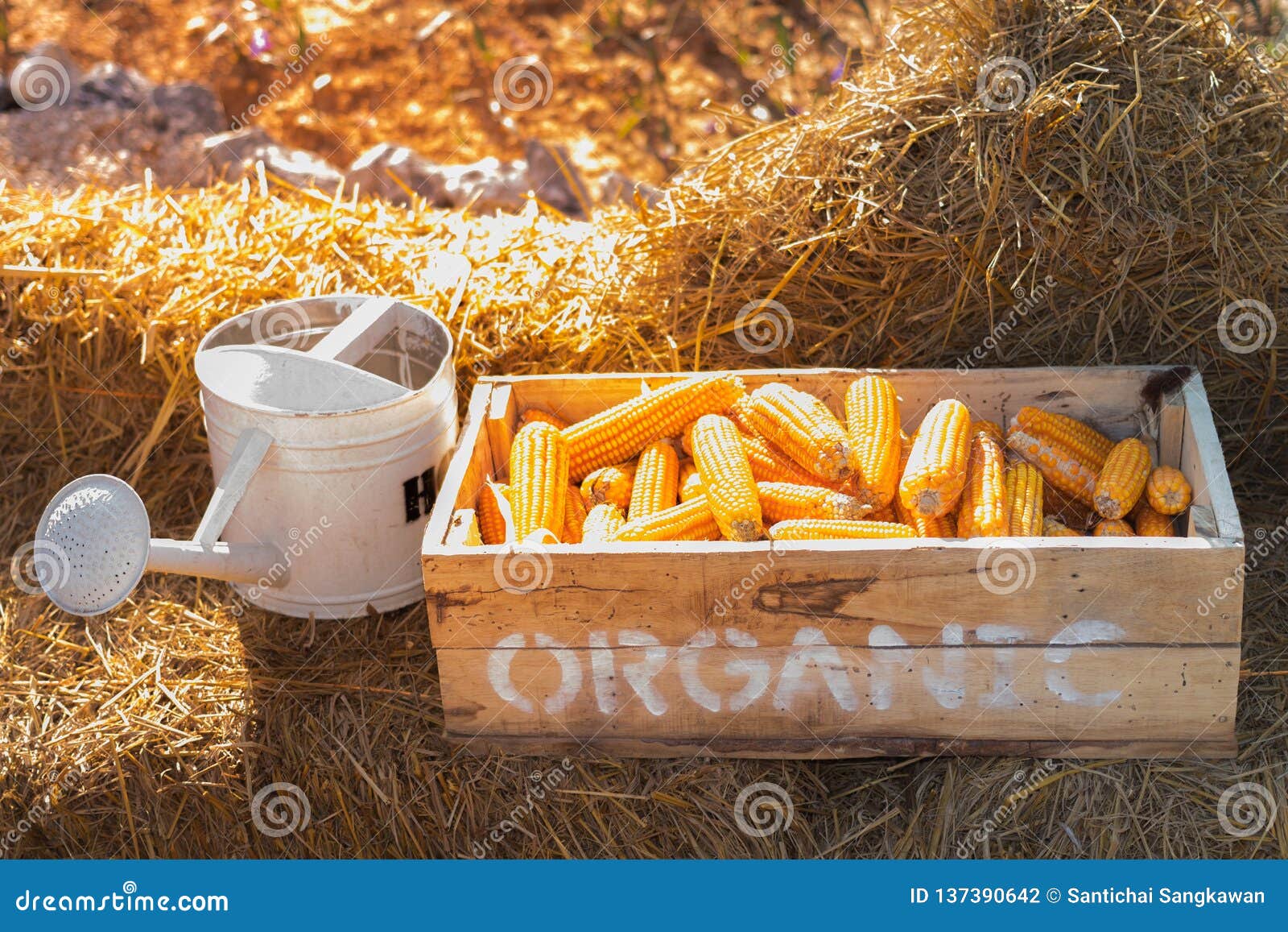 Corn Boxes on Dry Straw and Watering Can Stock Photo Image of county