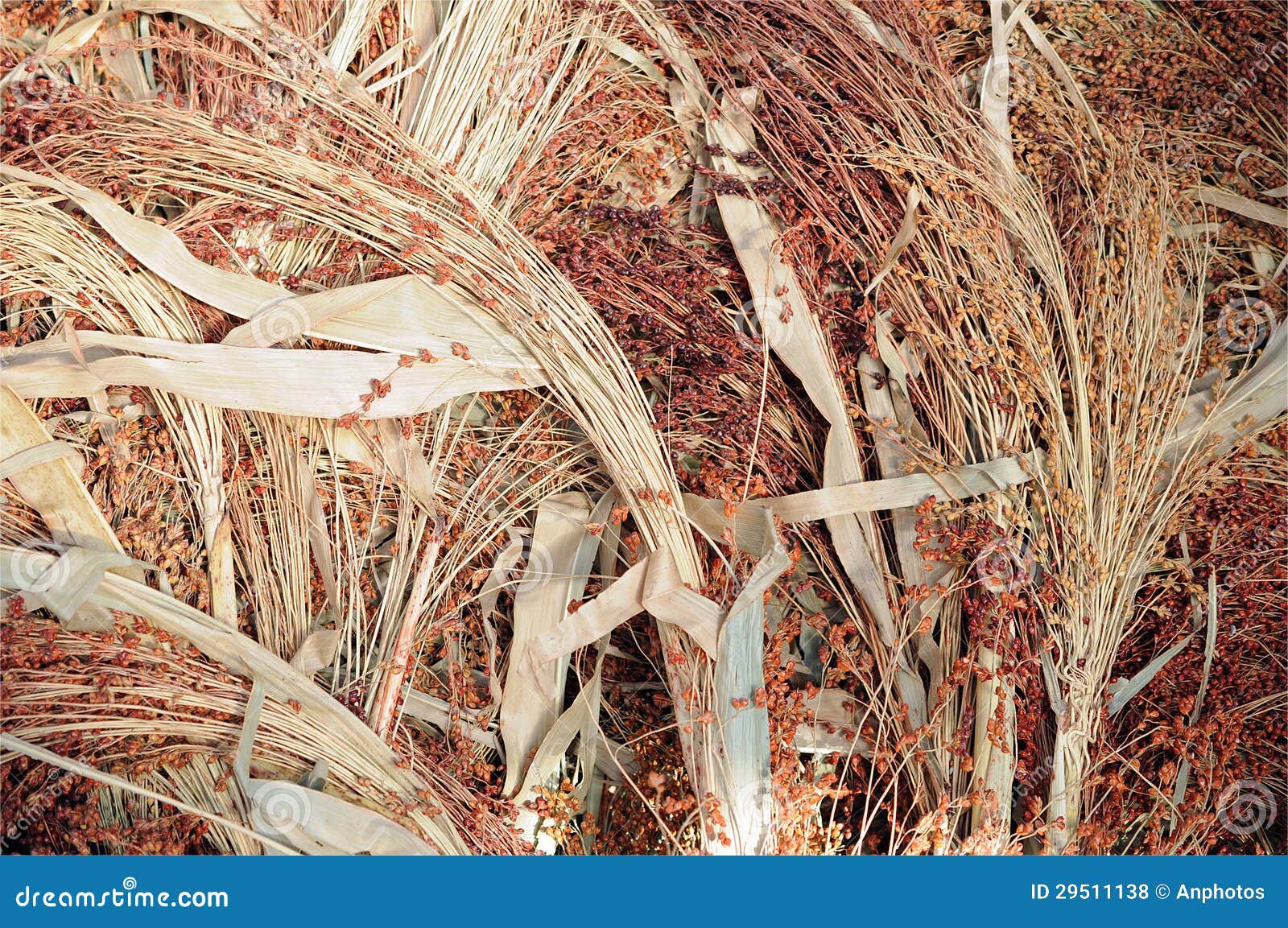 Corn broom dried flower stock photo. Image of dried, flower 29511138