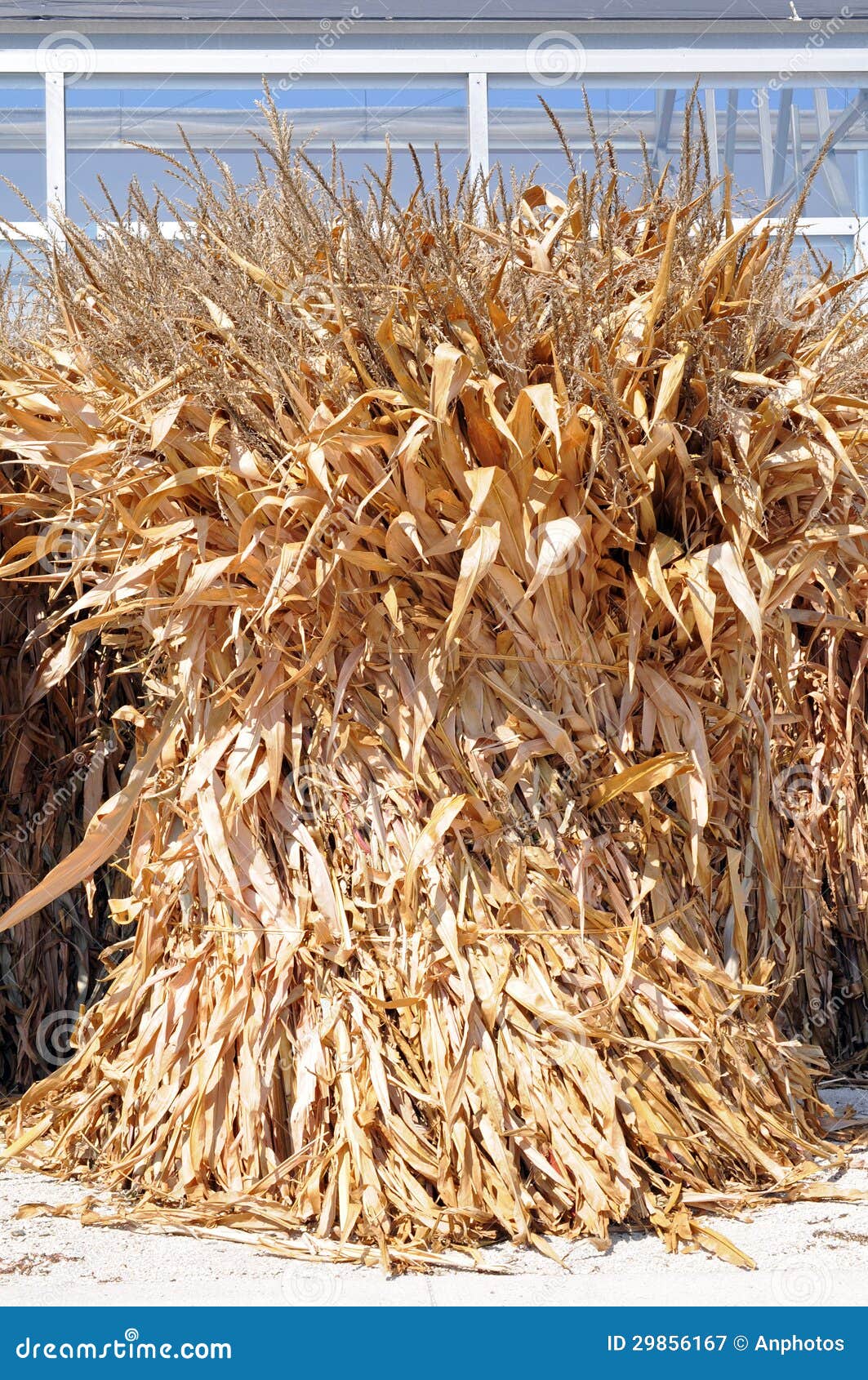 Corn broom dried flower stock image. Image of market 29856167