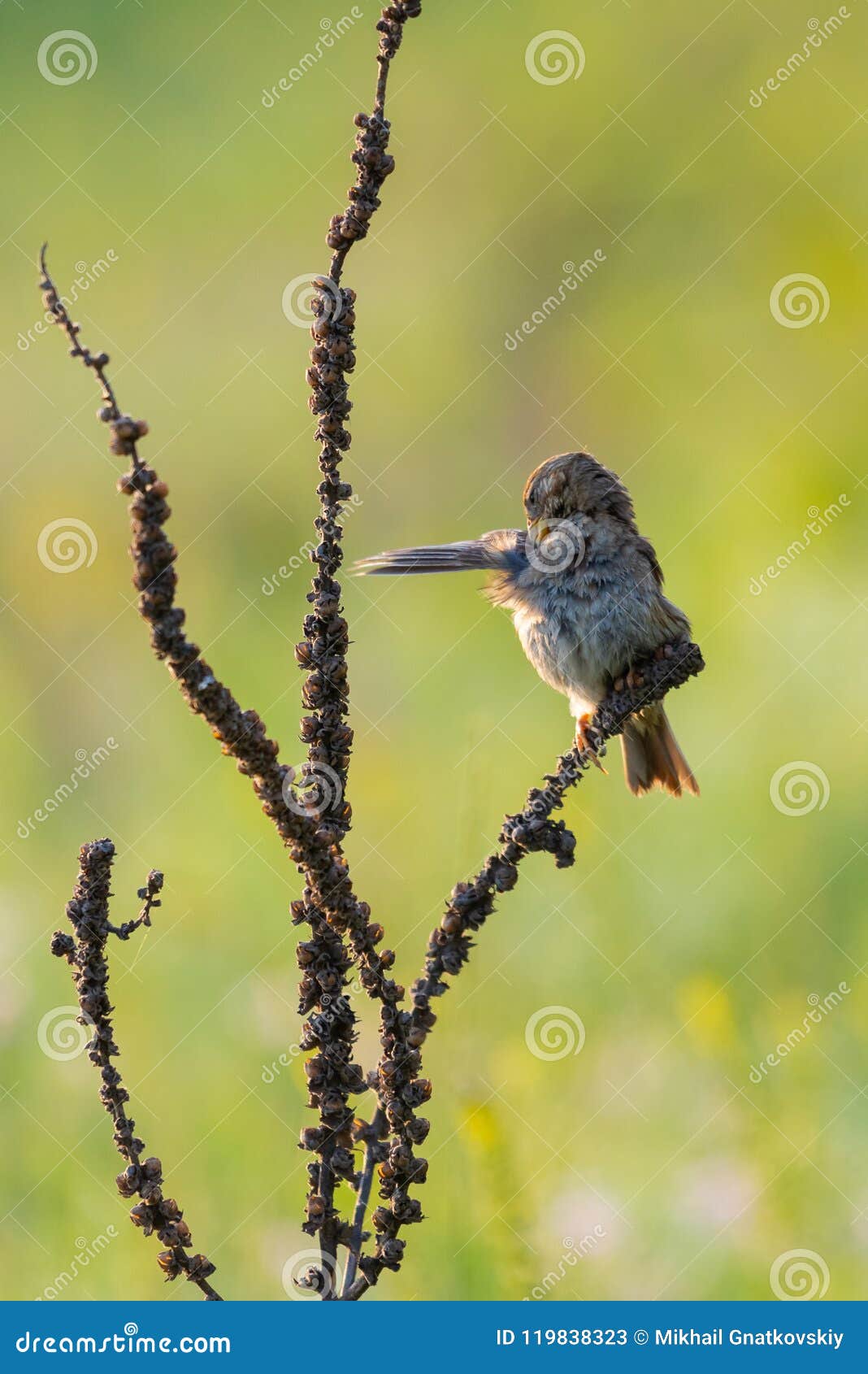 corn bunting or miliaria calandra is sitting and cleans feathers on branch.