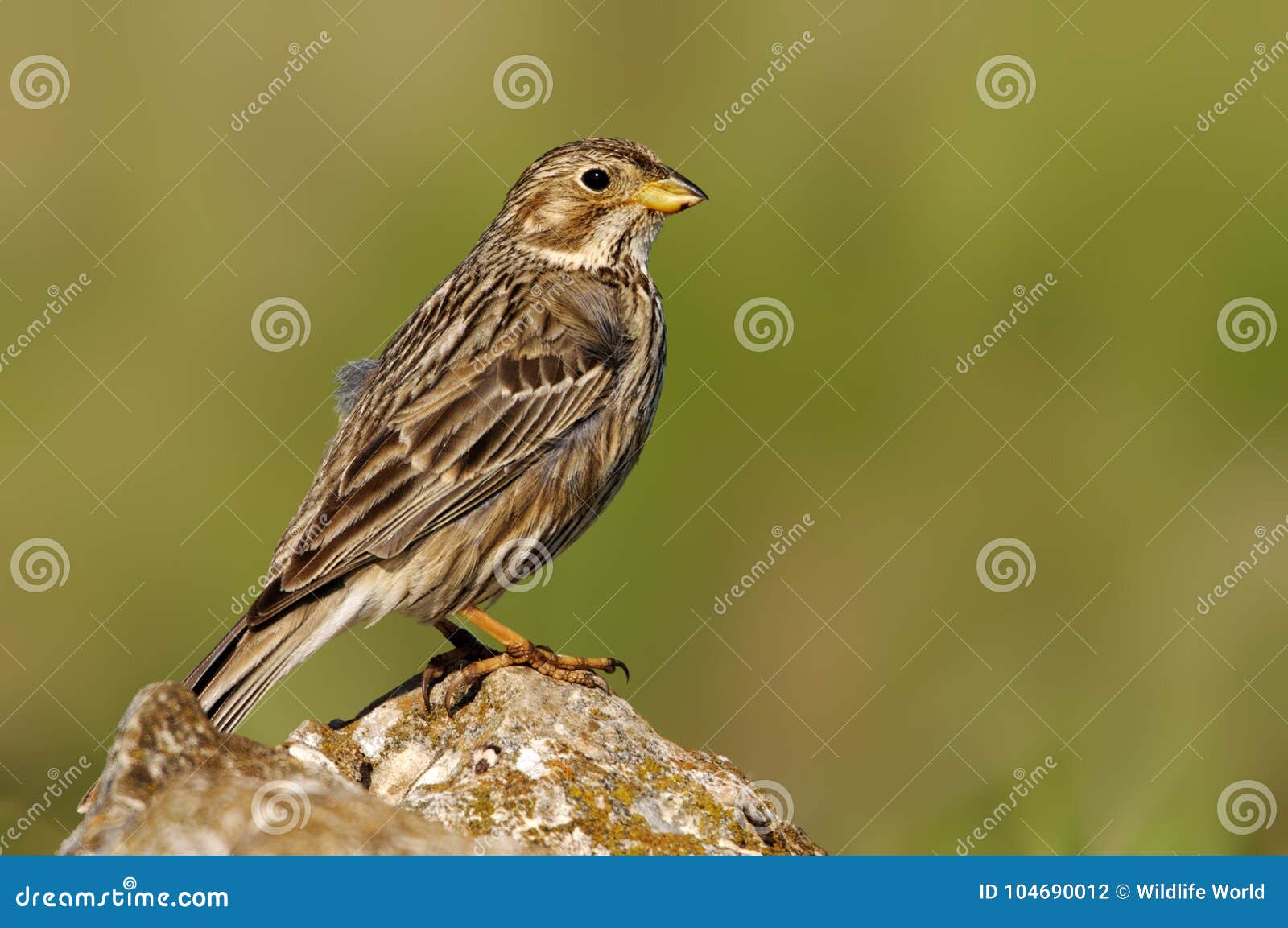 corn bunting sitting on a rock on a green background emberiza, emberizidae