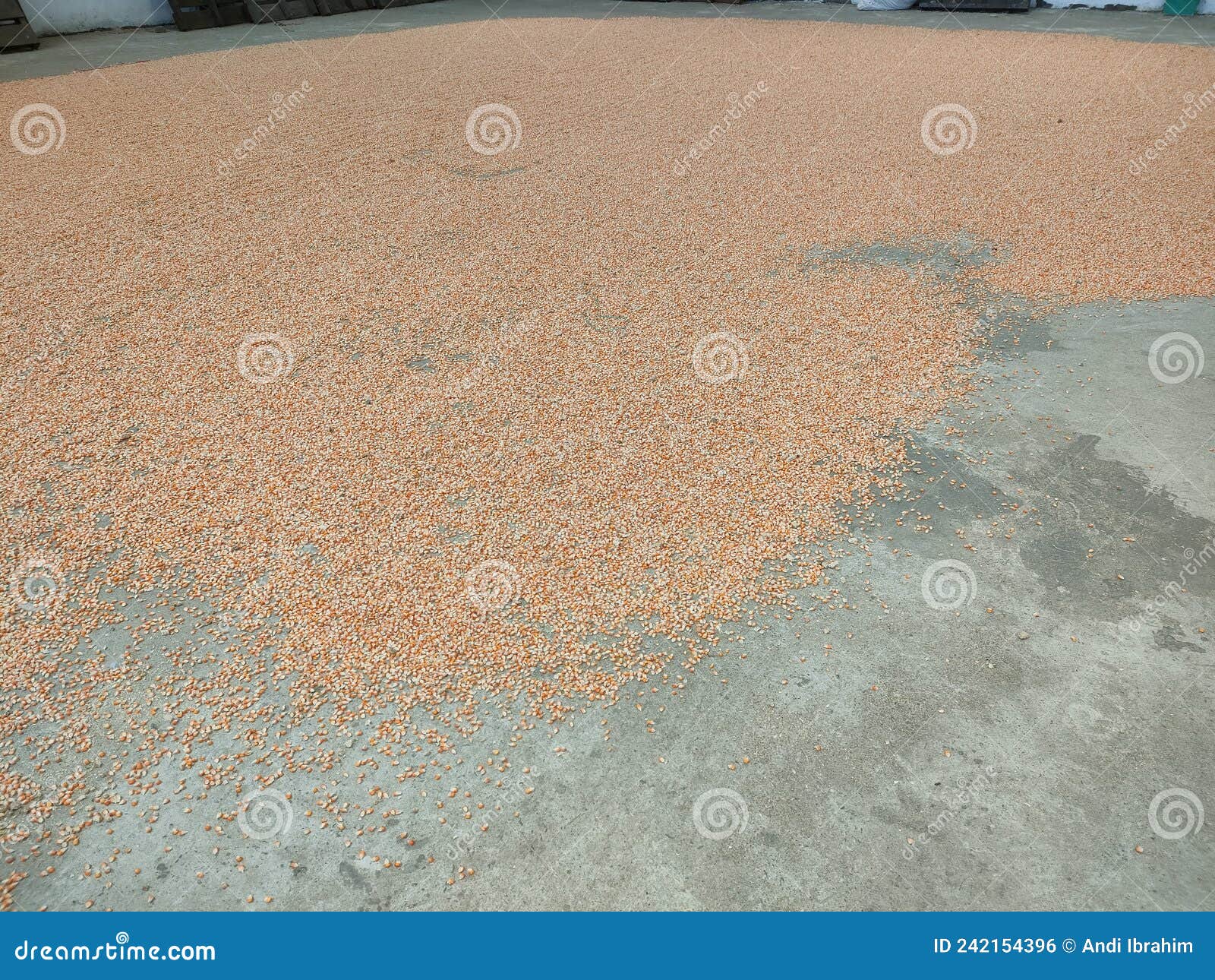 Corn is a Carbohydrate Producing Food Crop Stock Photo Image of crop, carbohydrate 242154396