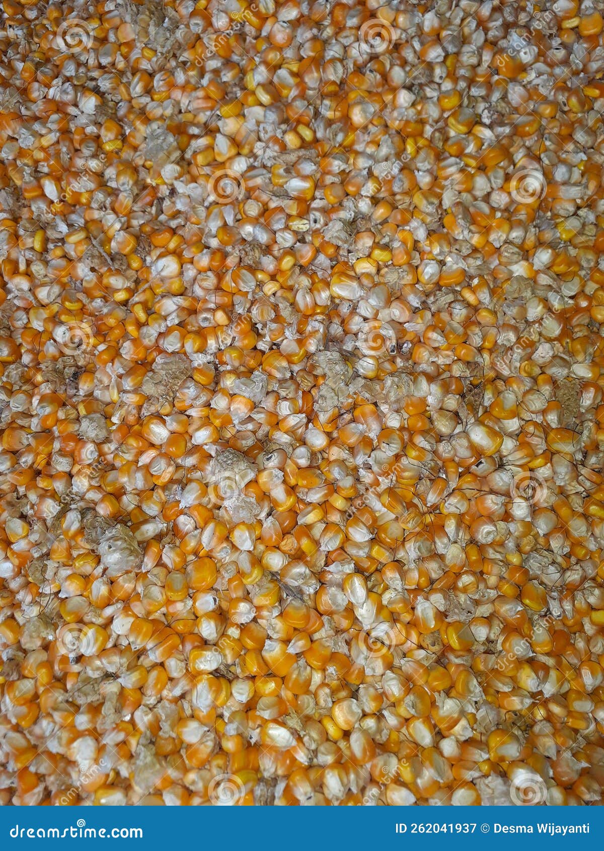 Corn for chicken feed stock image. Image of feed, chickens - 262041937