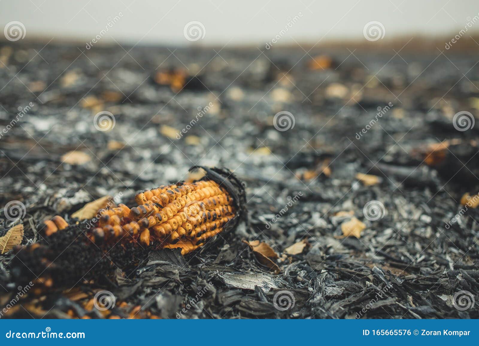 Corn Clip on an Irresponsibly Burnt Field Turned To Ashes. Burnt Corn