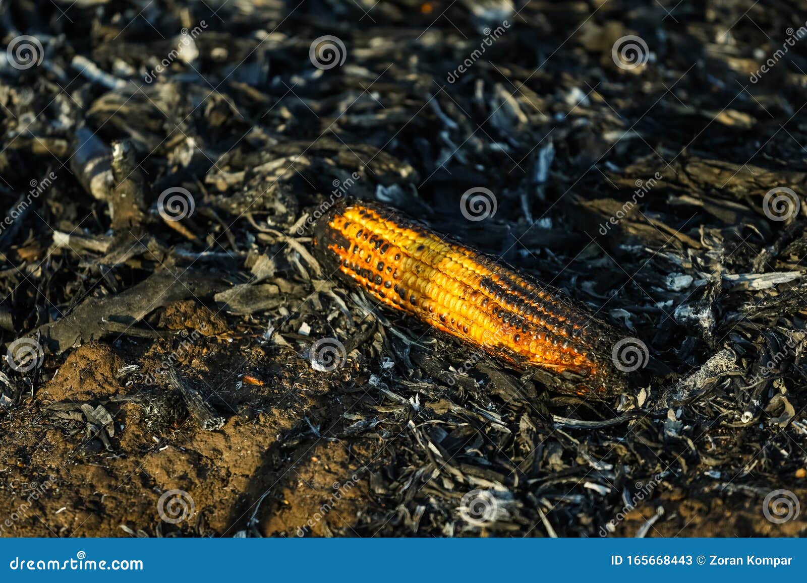 Corn Clip on an Irresponsibly Burnt Field Turned To Ashes. Burnt Corn