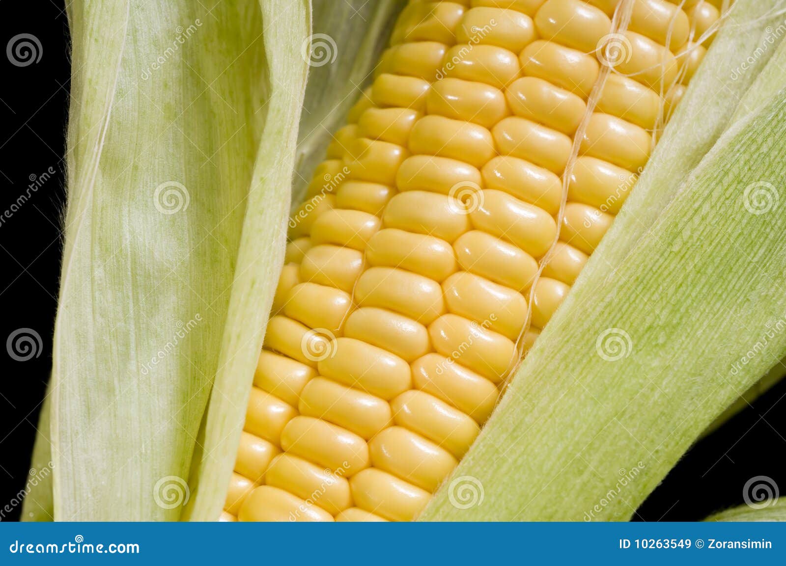 Corn cob stock image. Image of eating, maize, summer 10263549