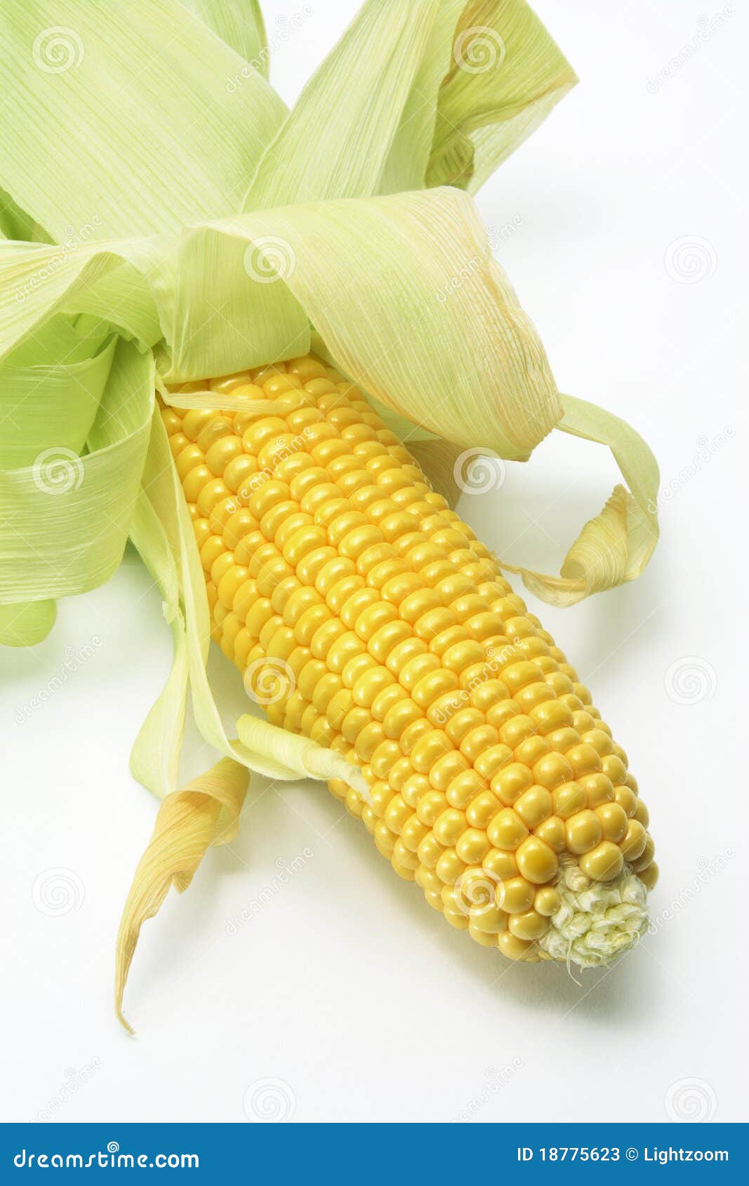 Corn Cob stock image. Image of maize, fiber, ingredient 18775623