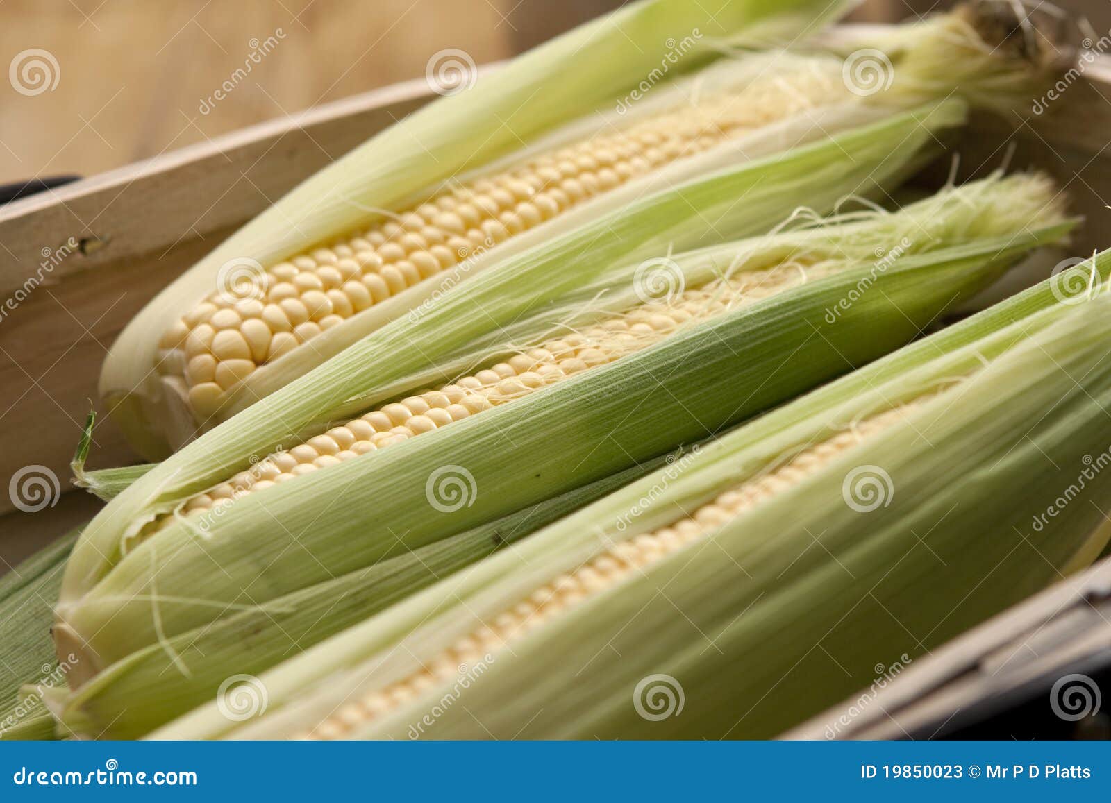 Corn on the cob stock image. Image of maize, entire, corn 19850023