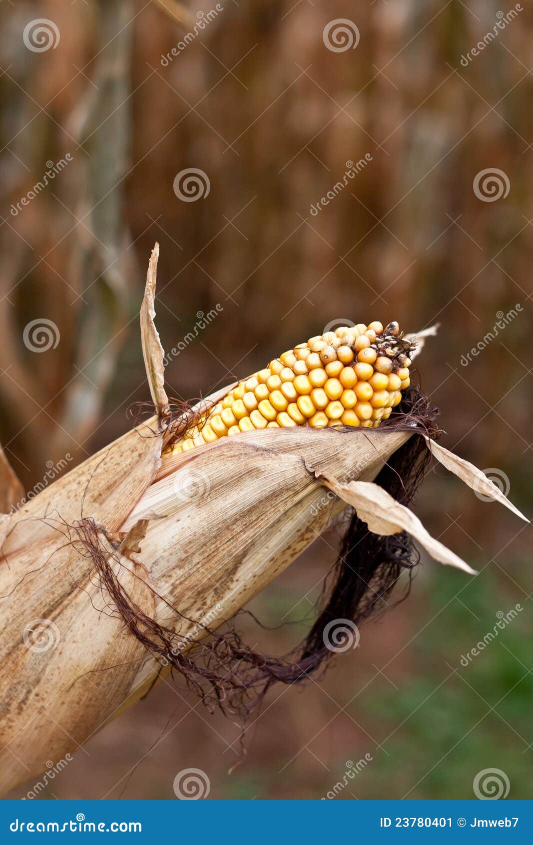 Corn on a Cob with Black Hair Stock Image Image of farmer, corn 23780401