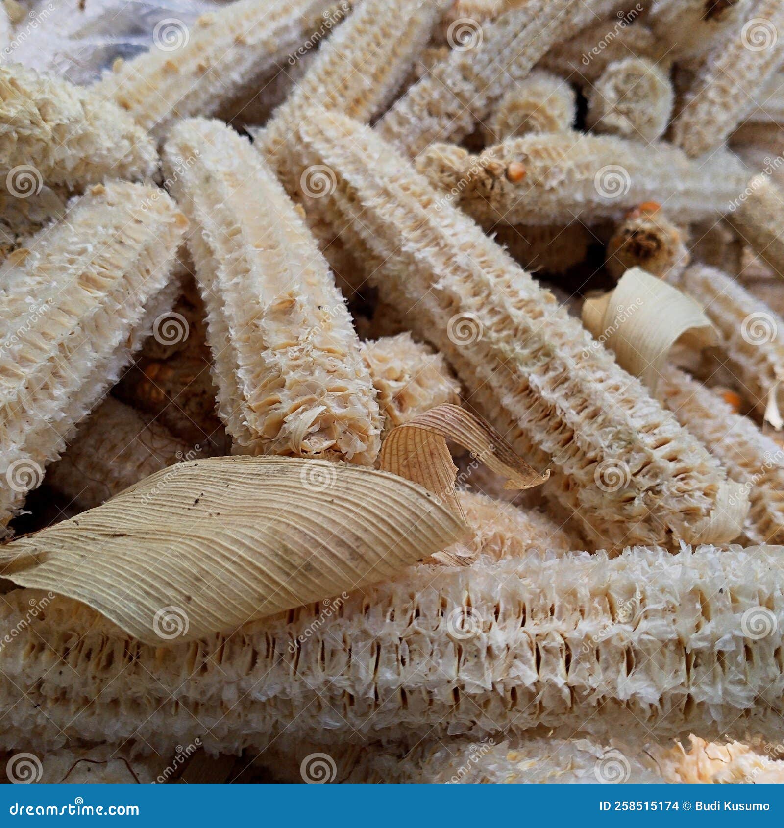 Corn Cob for Cattle and Goat Feed Stock Photo Image of goat, corn