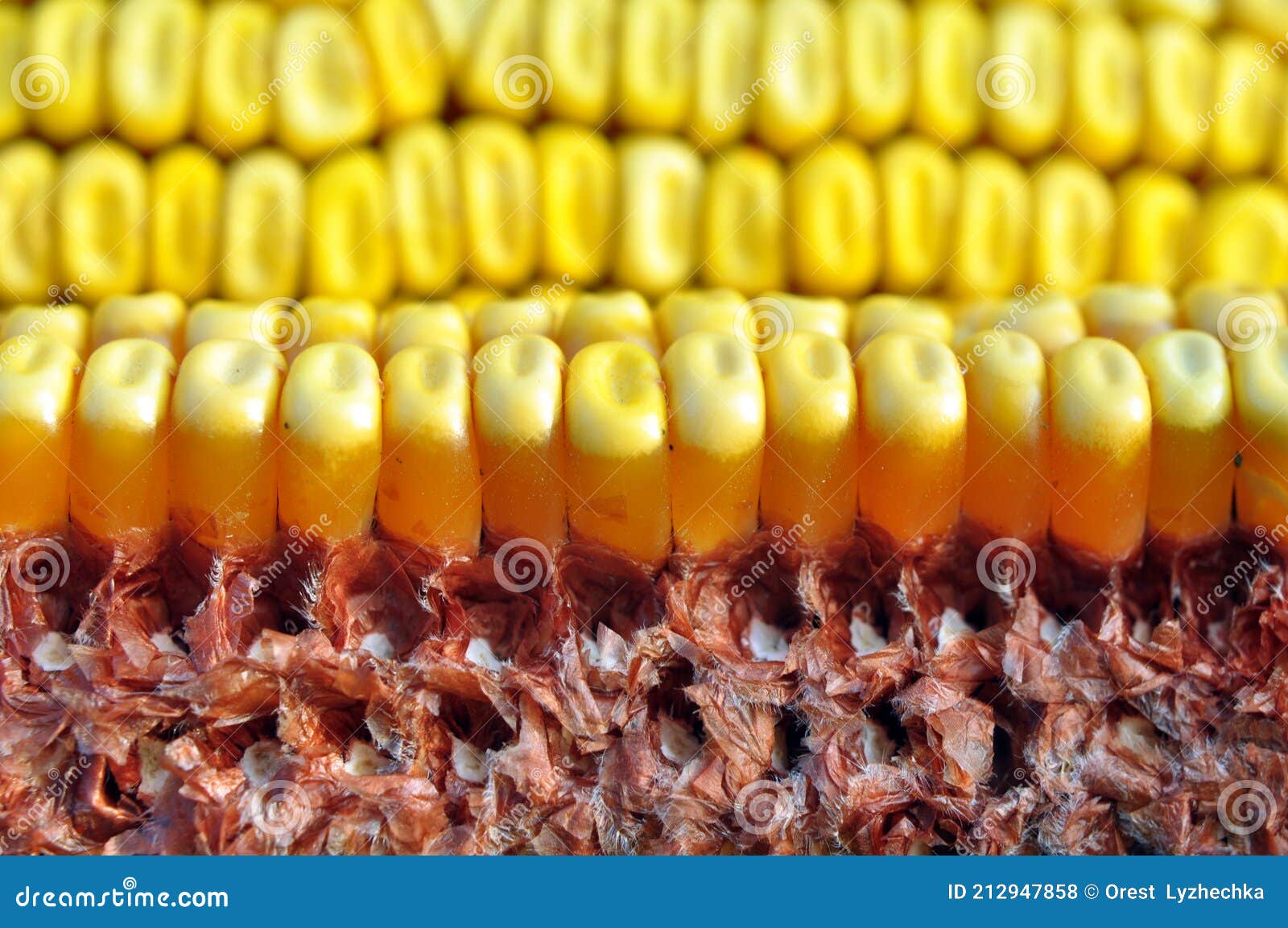 corn cob close up