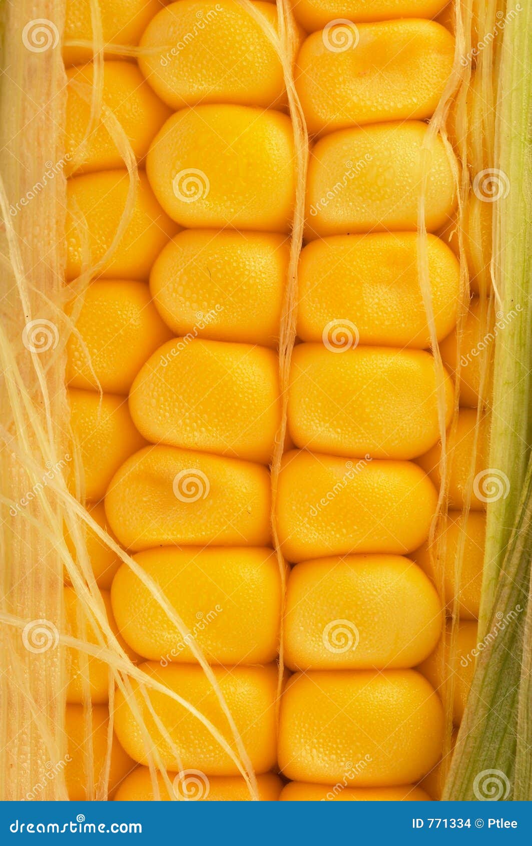 corn on cob closeup