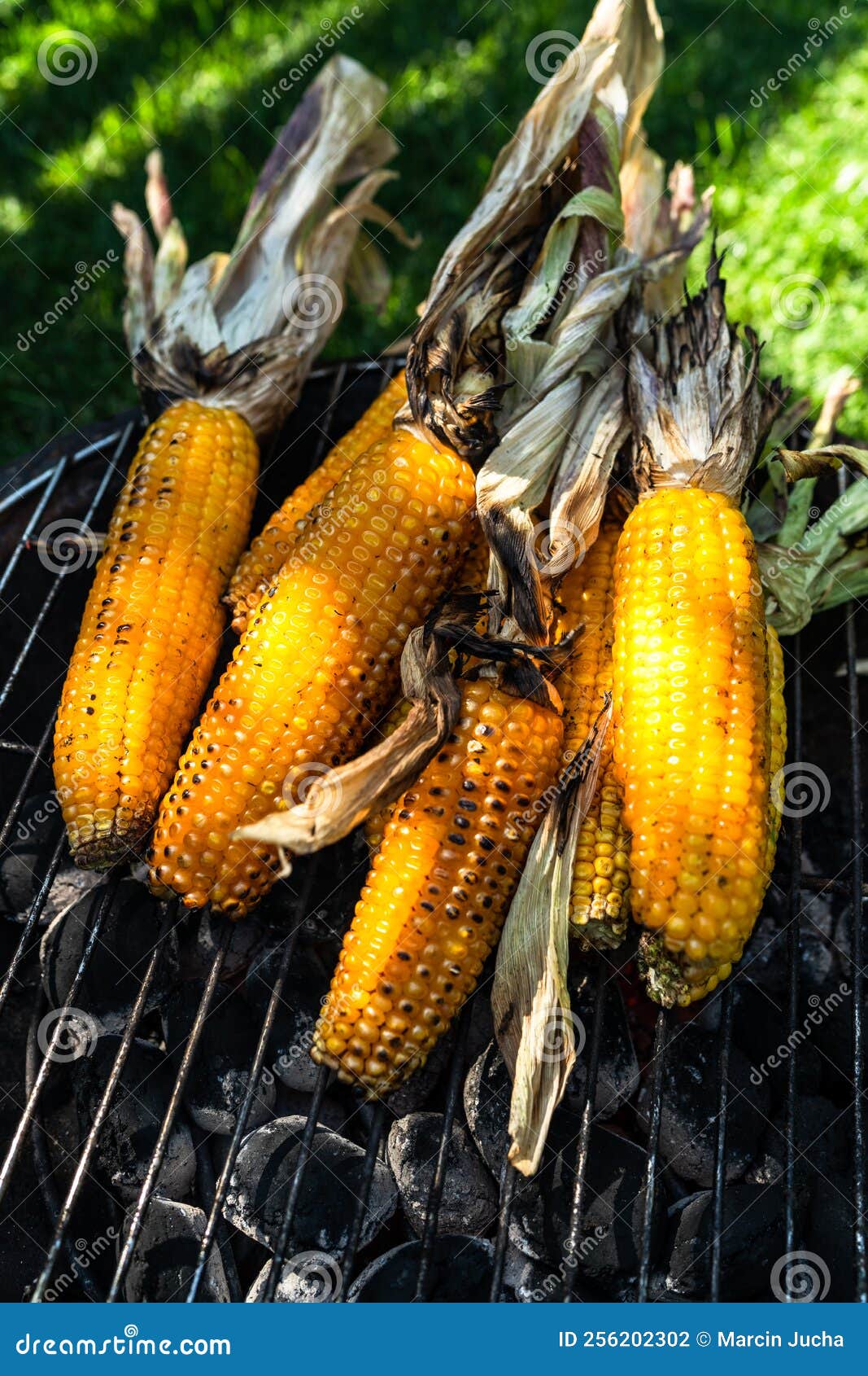 Corn on the Cob on Grill in Home Garden Stock Photo Image of sunny